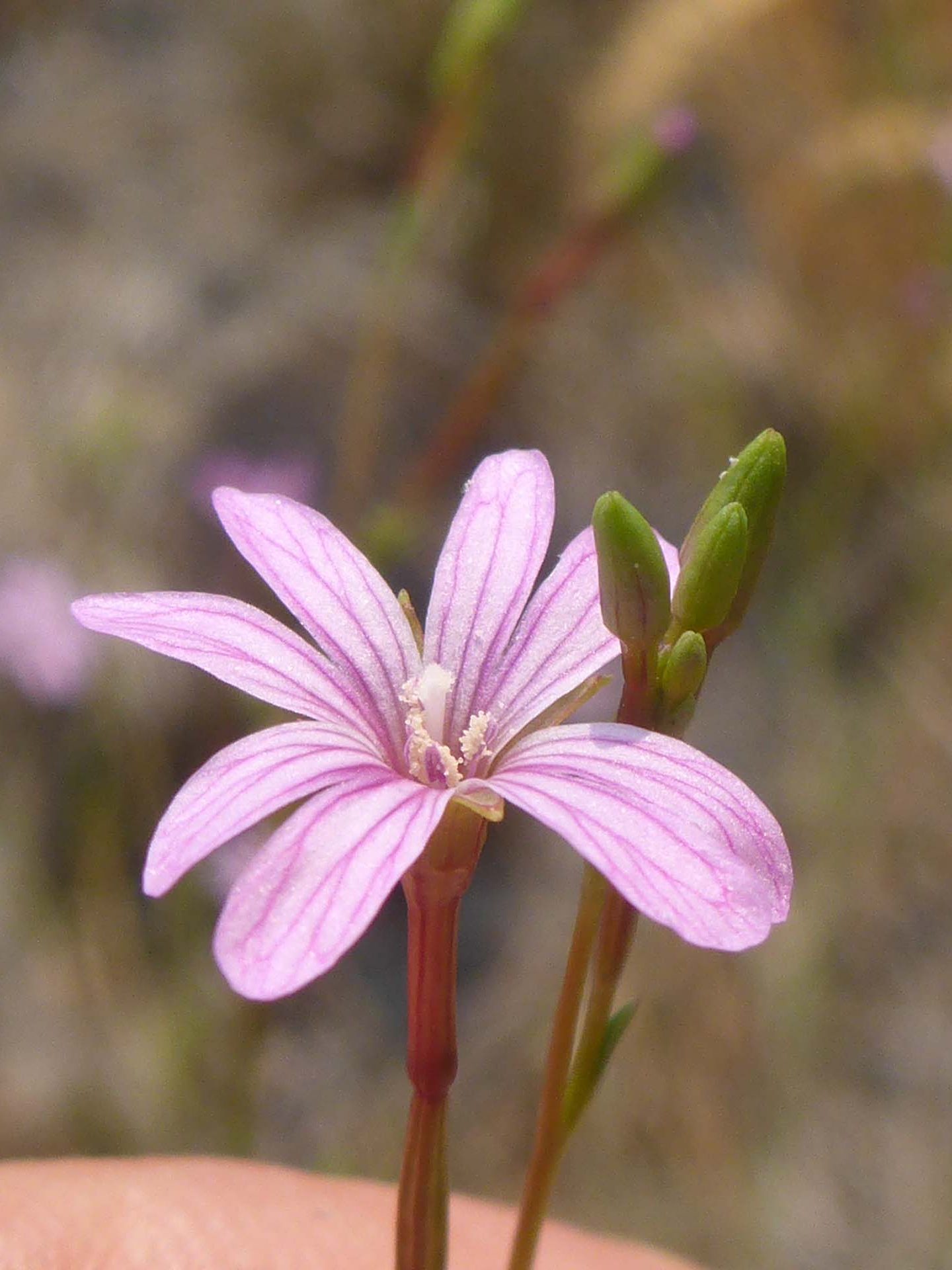 Tall annual willowherb close-up.. D. Burk.