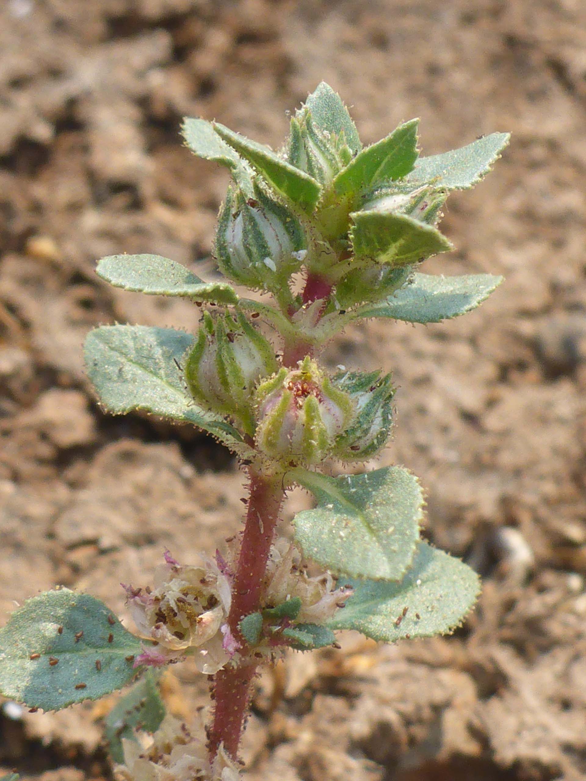 Texas bergia. D. Burk