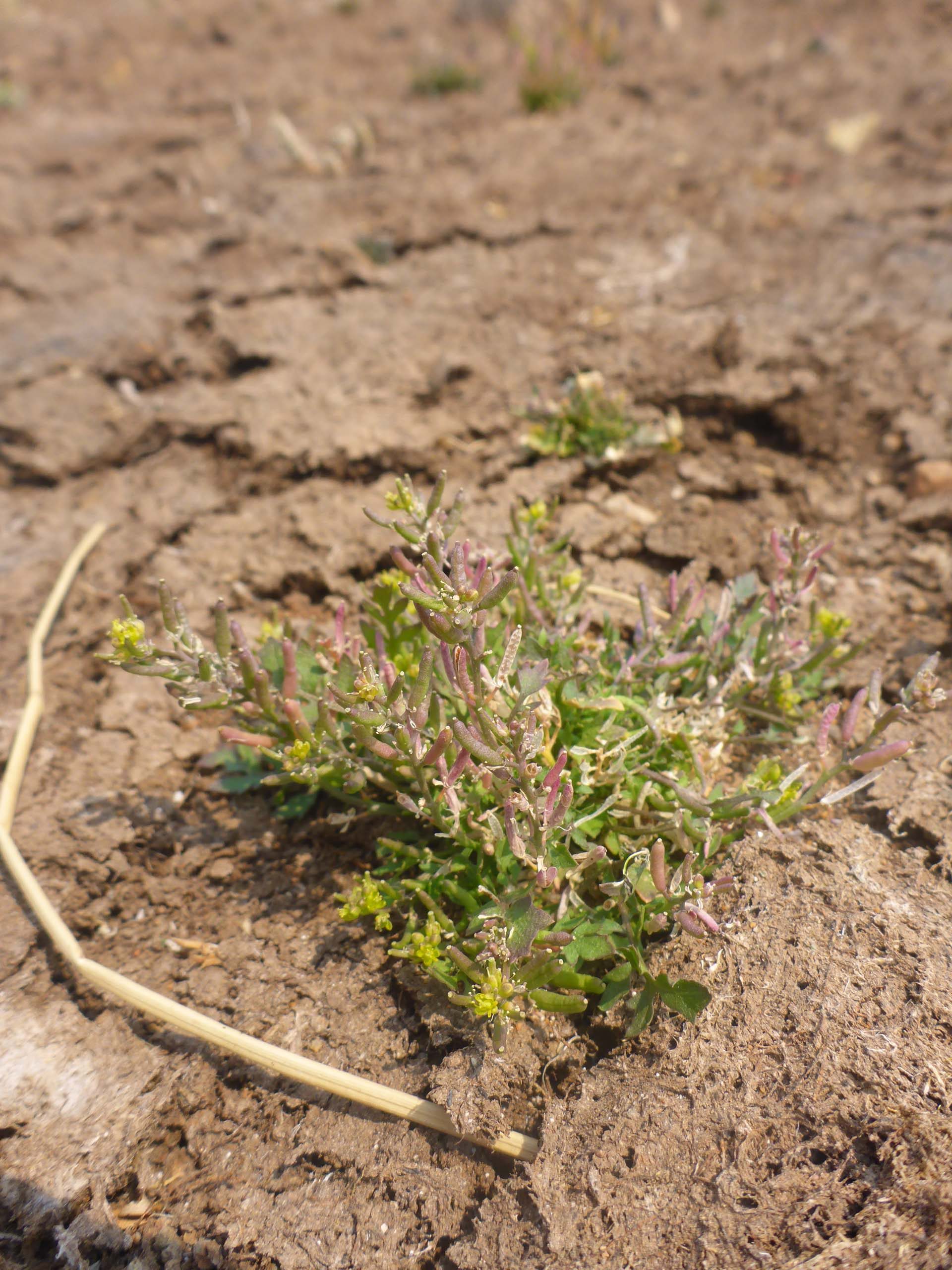 Western yellowcress. D. Burk.