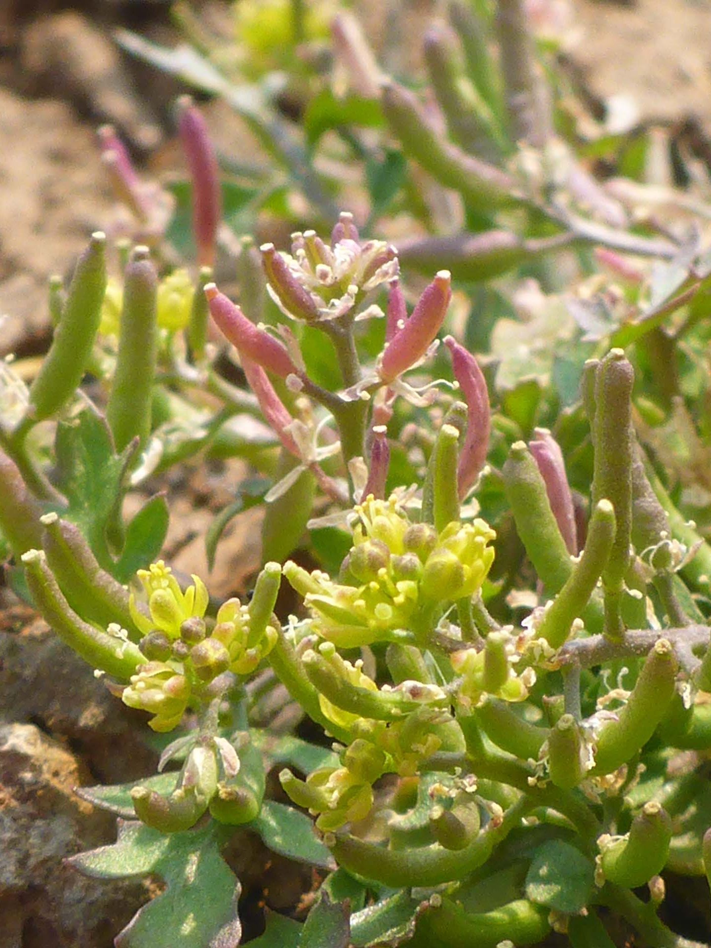 Western yellowcress flower & fruit close-up. D. Burk.