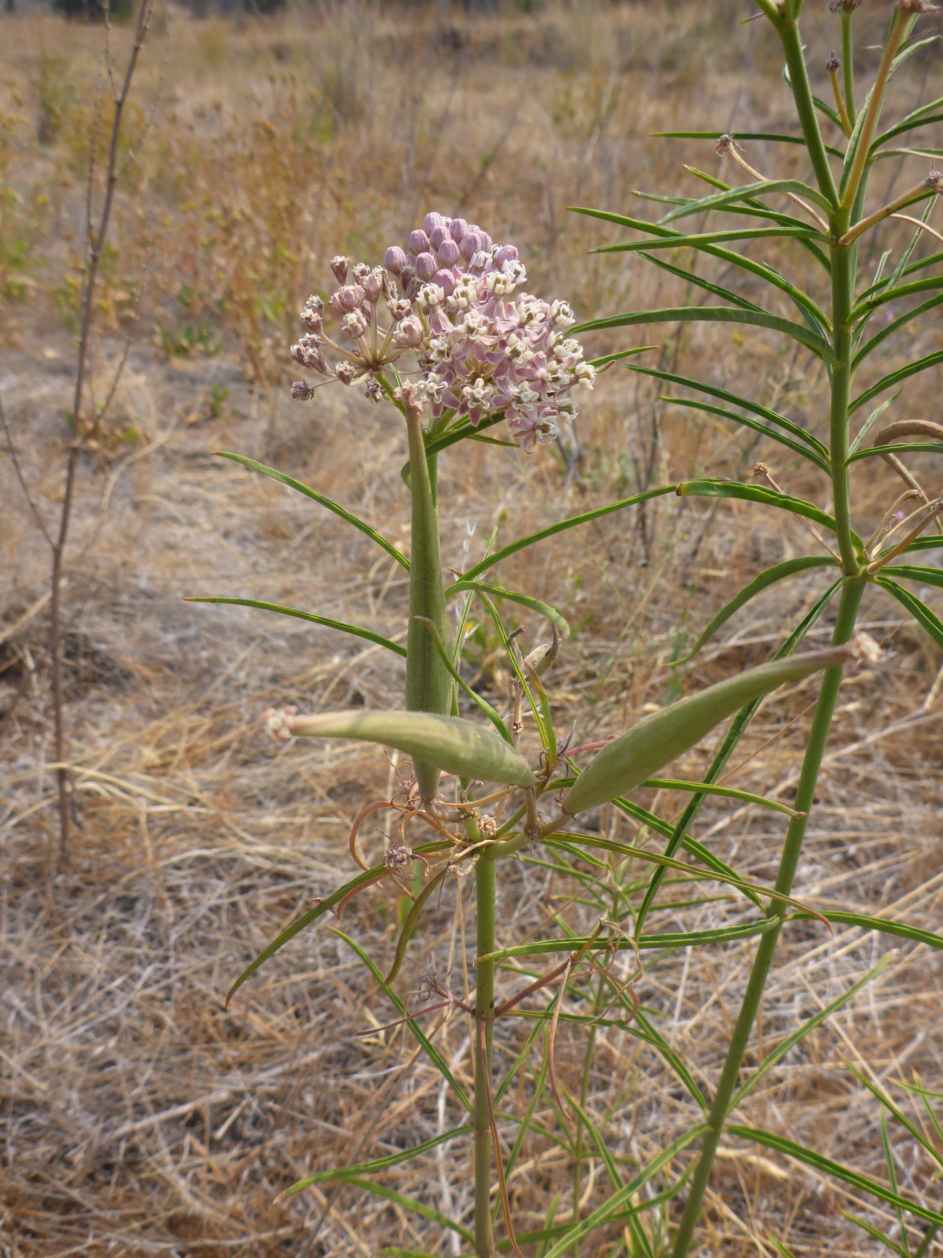 narrow-leaved milkweed,flower and fruit. D. Burk.