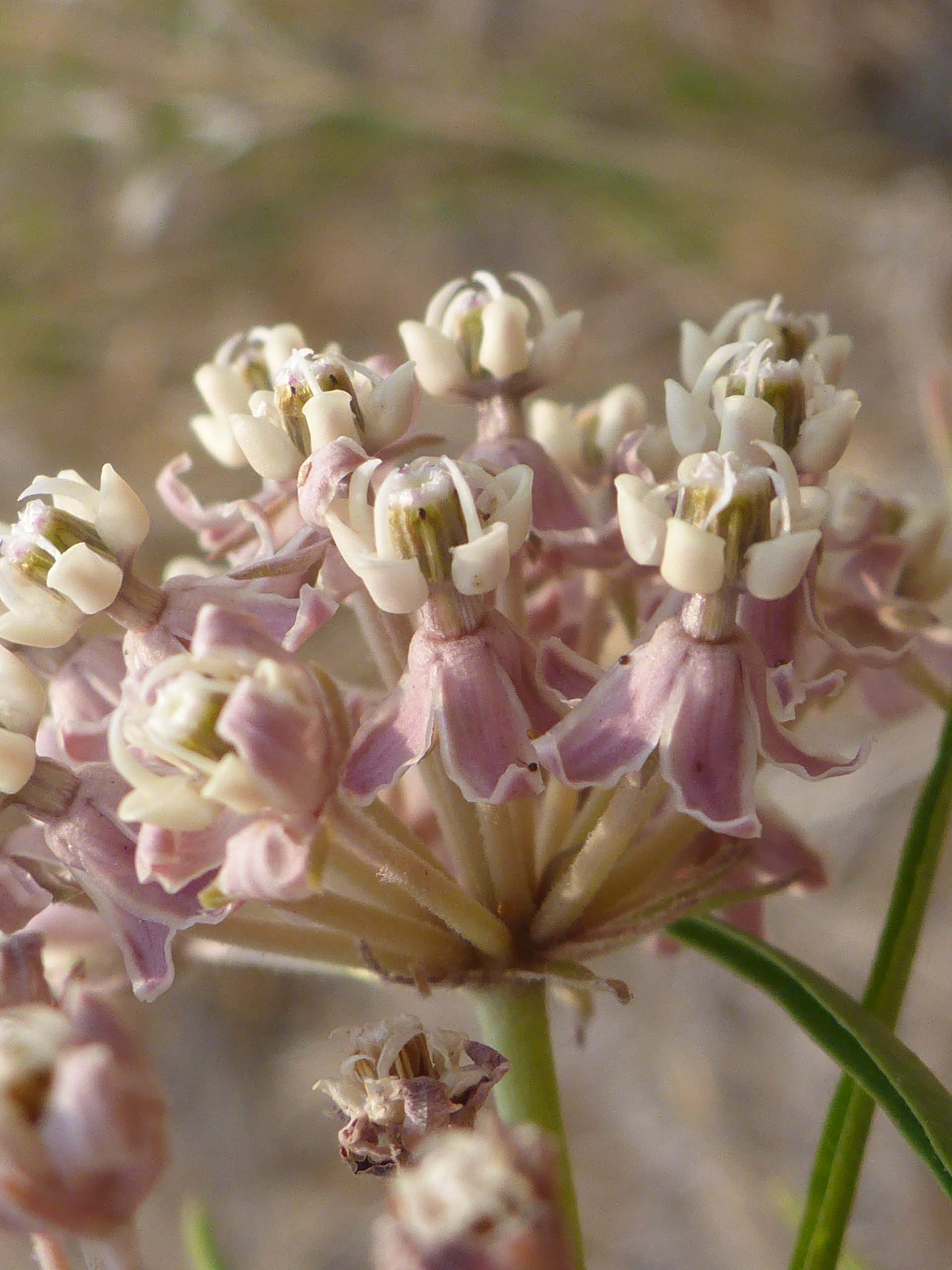 Narrow-leaved milkweed close-up. D. Burk.