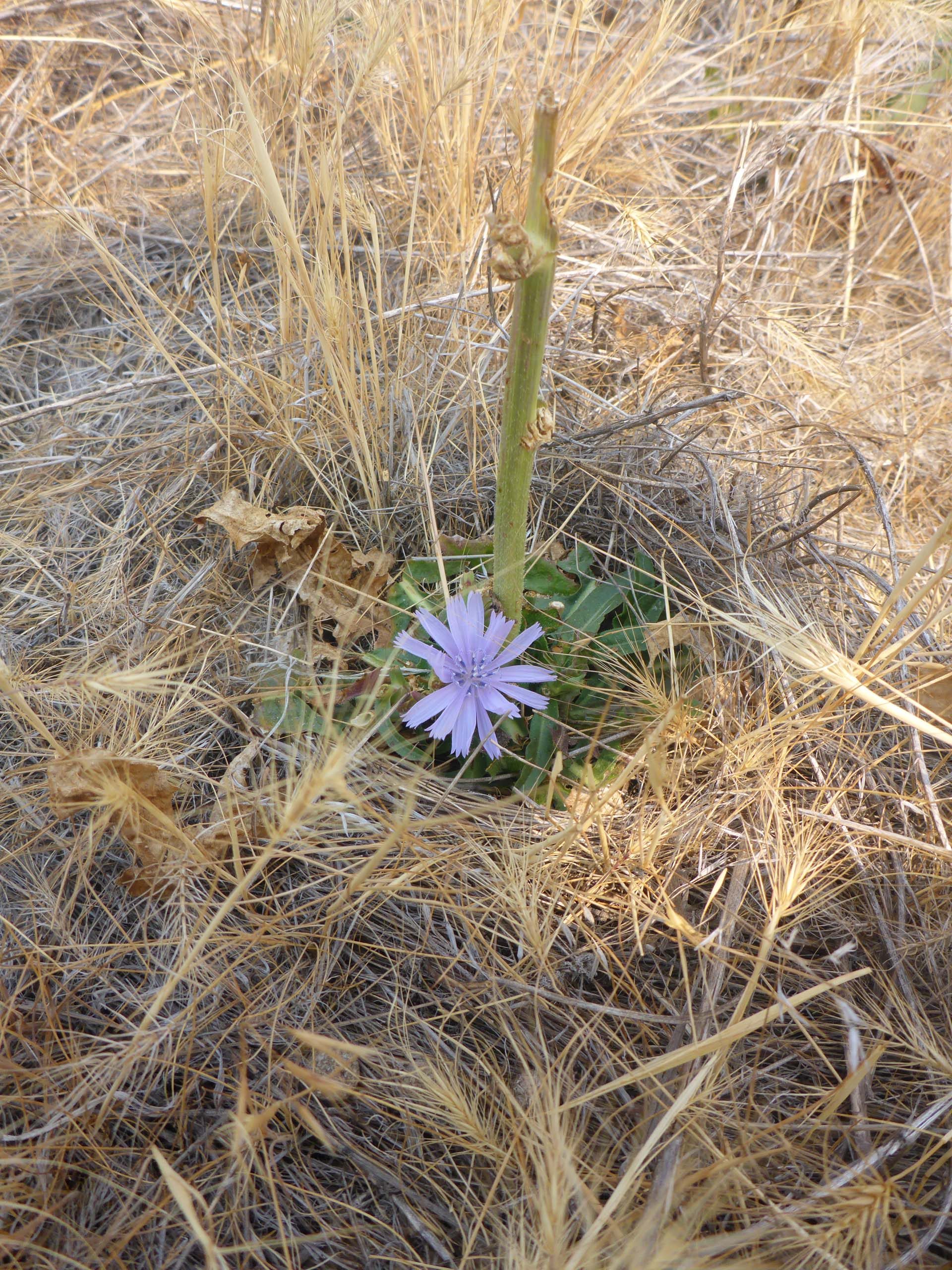 Heavily grazed chicory. D. Burk.