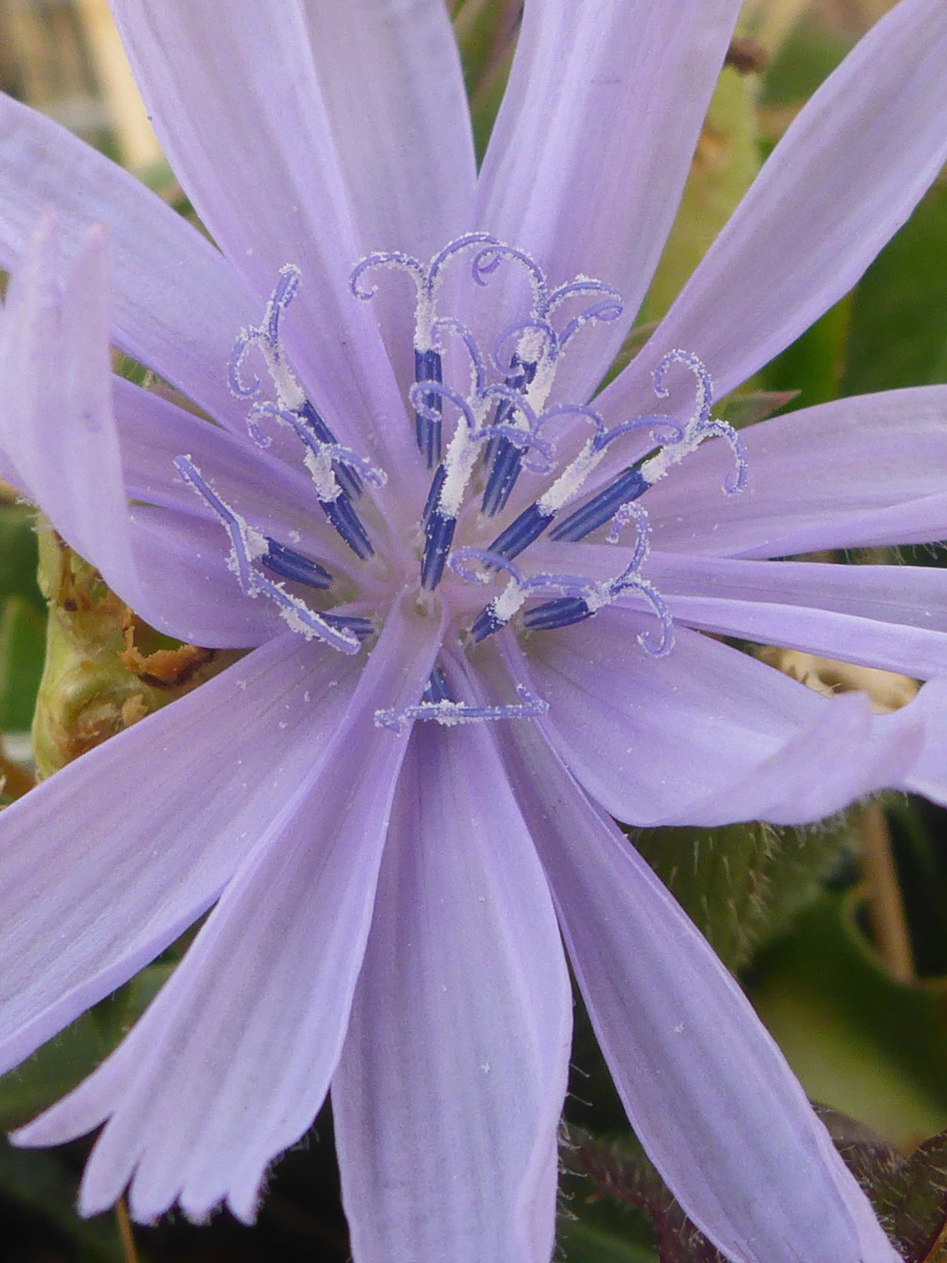 Chicory close-up. D. Burk.