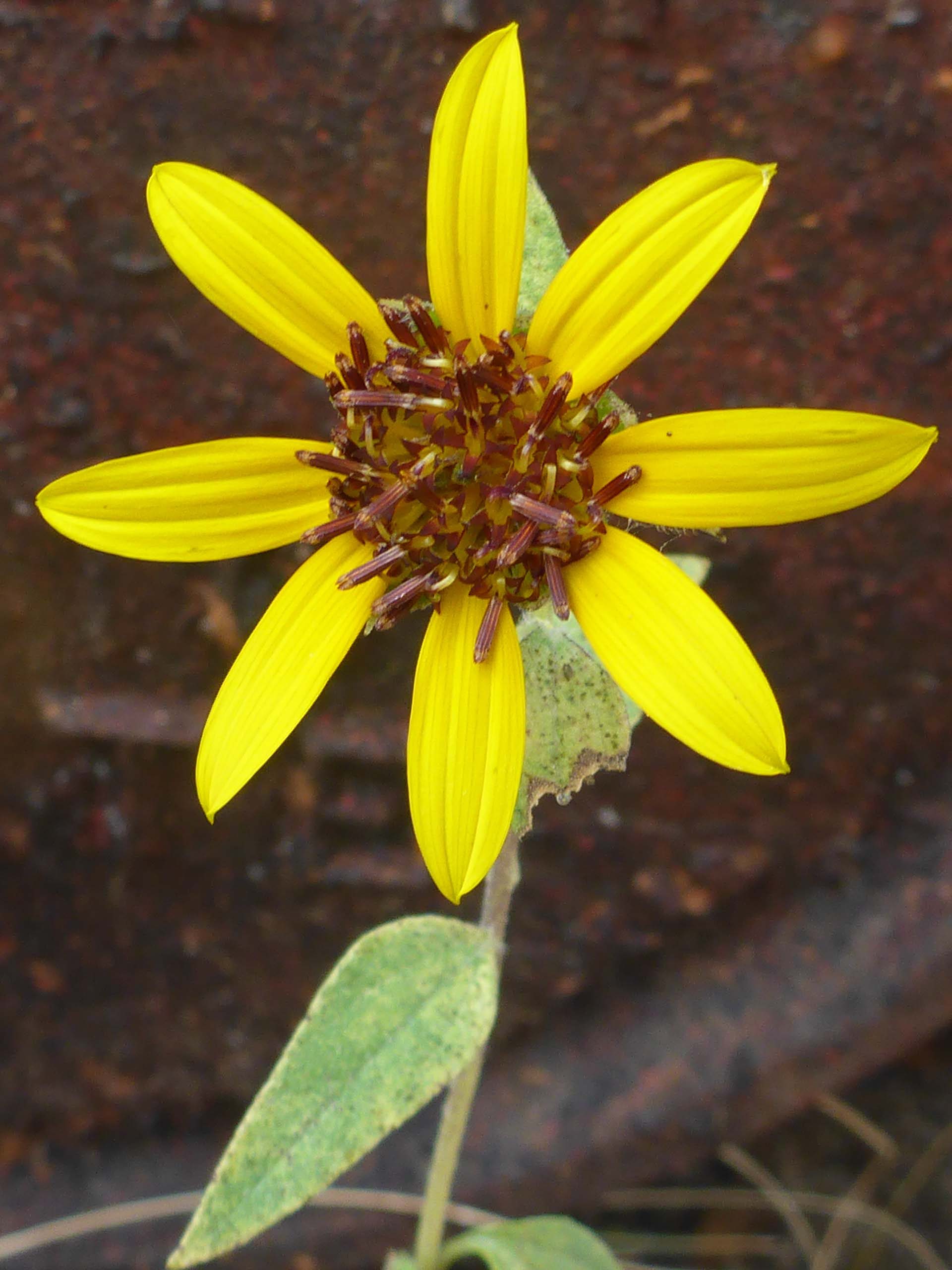 Bolander's sunflower close-up. D. Burk.