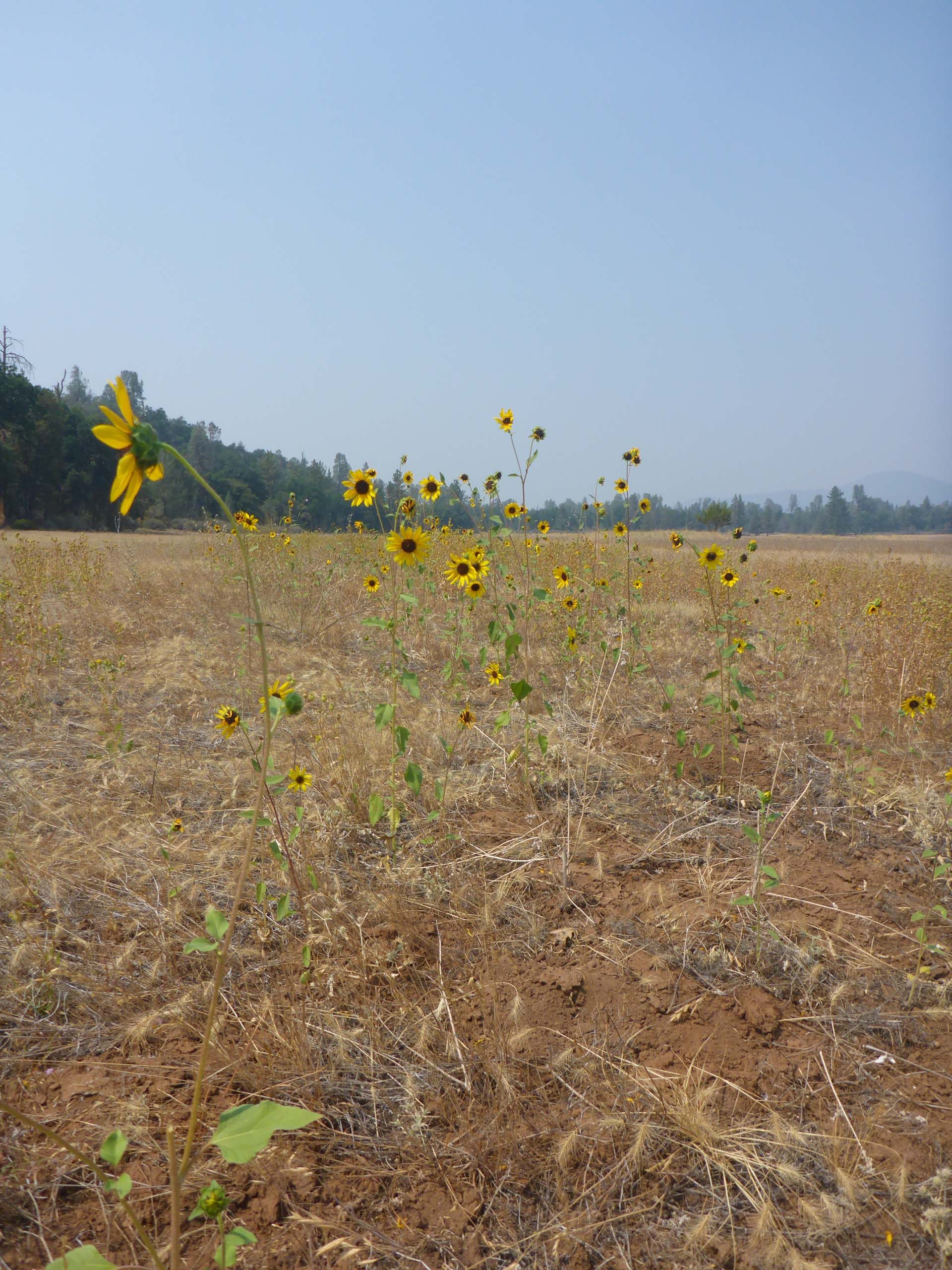 Bolander's sunflower. D. Burk.