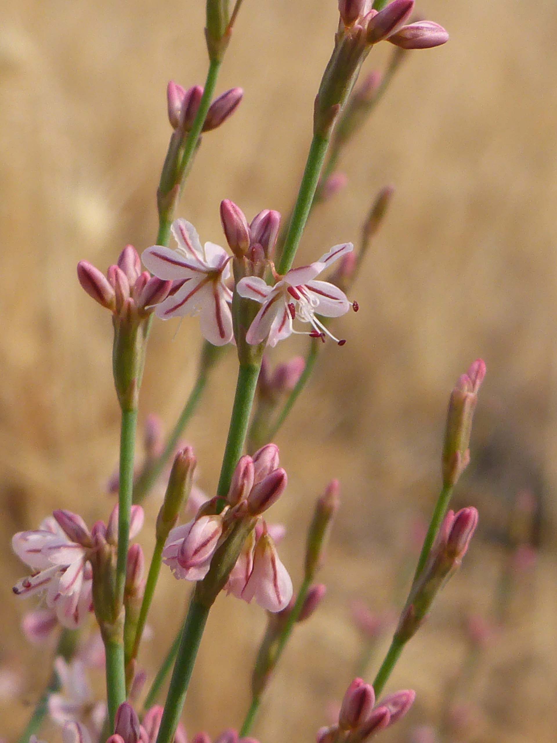 Wicker buckwheat close-up. D. Burk.