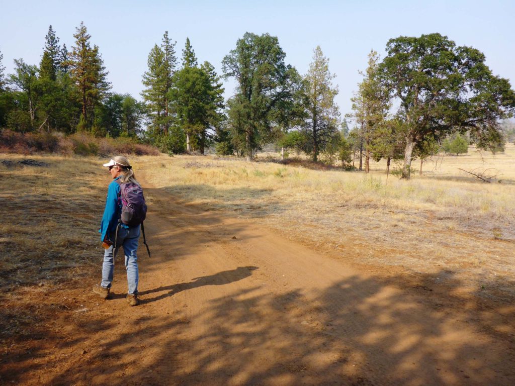 Dirt road at the wetlands. D. Burk.