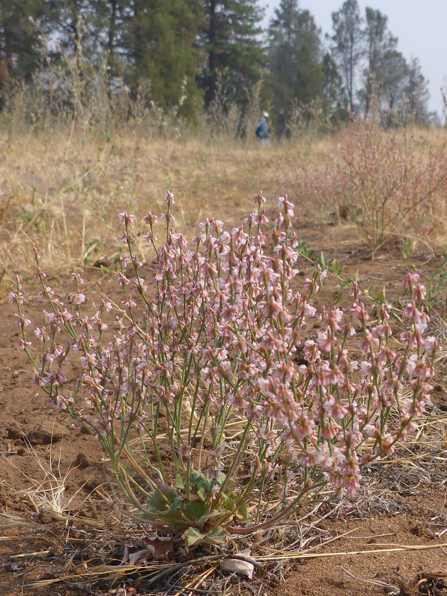 Wicker buckwheat. D. Burk.