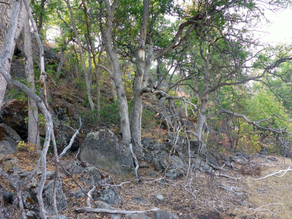 Rocky ledge on the western edge. D. Burk.