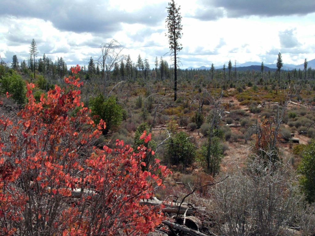 Regrowth on burned terrain. D. Burk.