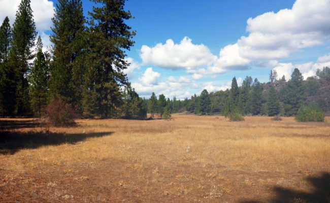 Meadow on PCT. D. Burk.