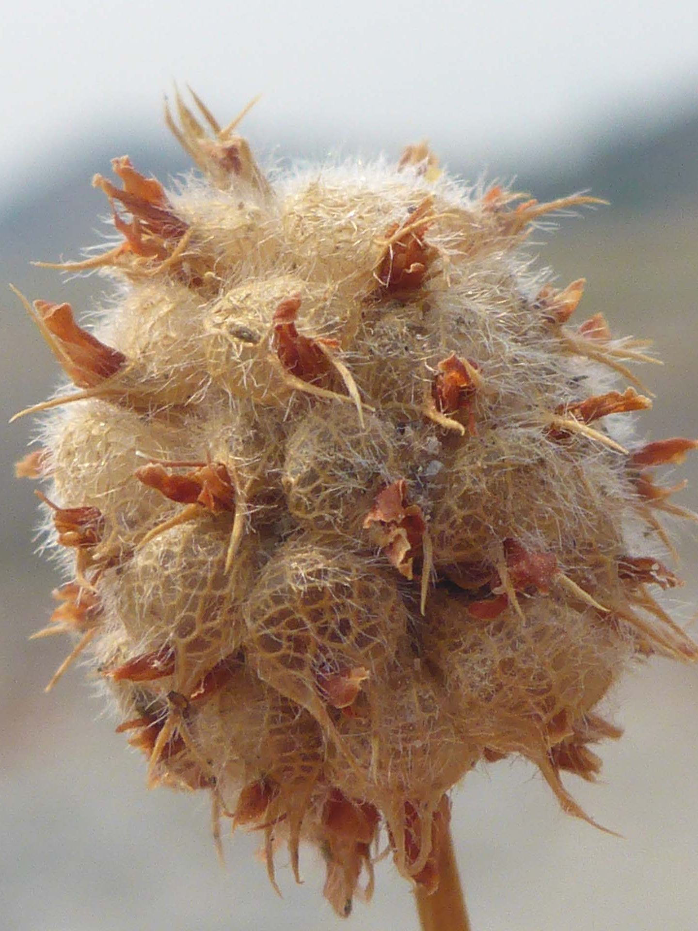 Strawberry clover seed head. D. Burk.