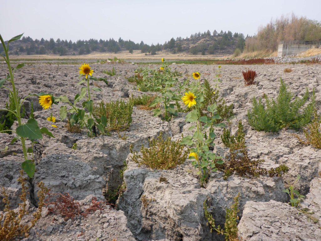 Sunflowers on Bass Lake bed. D. Burk.