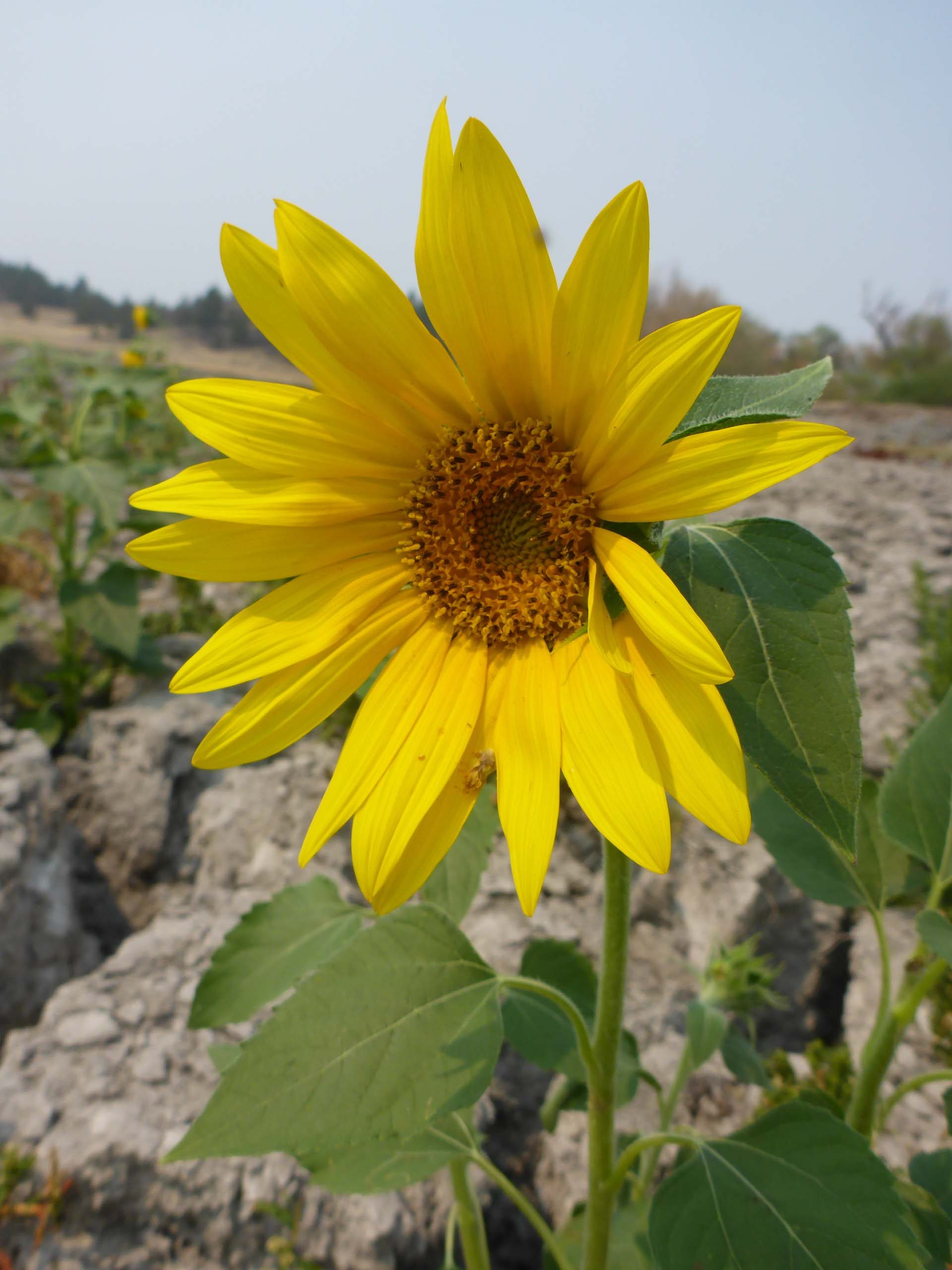 Common sunflower. D. Burk.