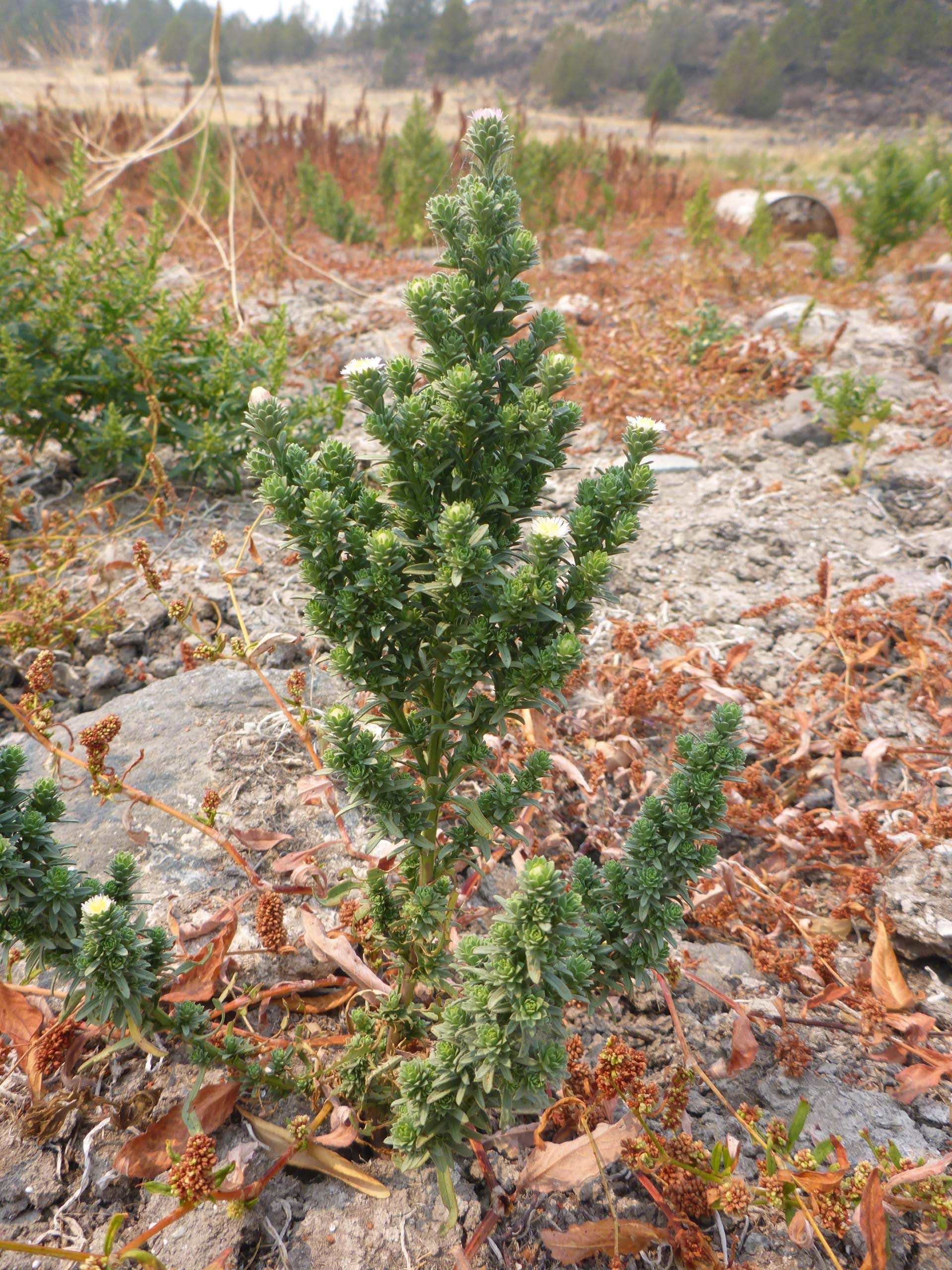 Short-rayed alkali aster. D. Burk.