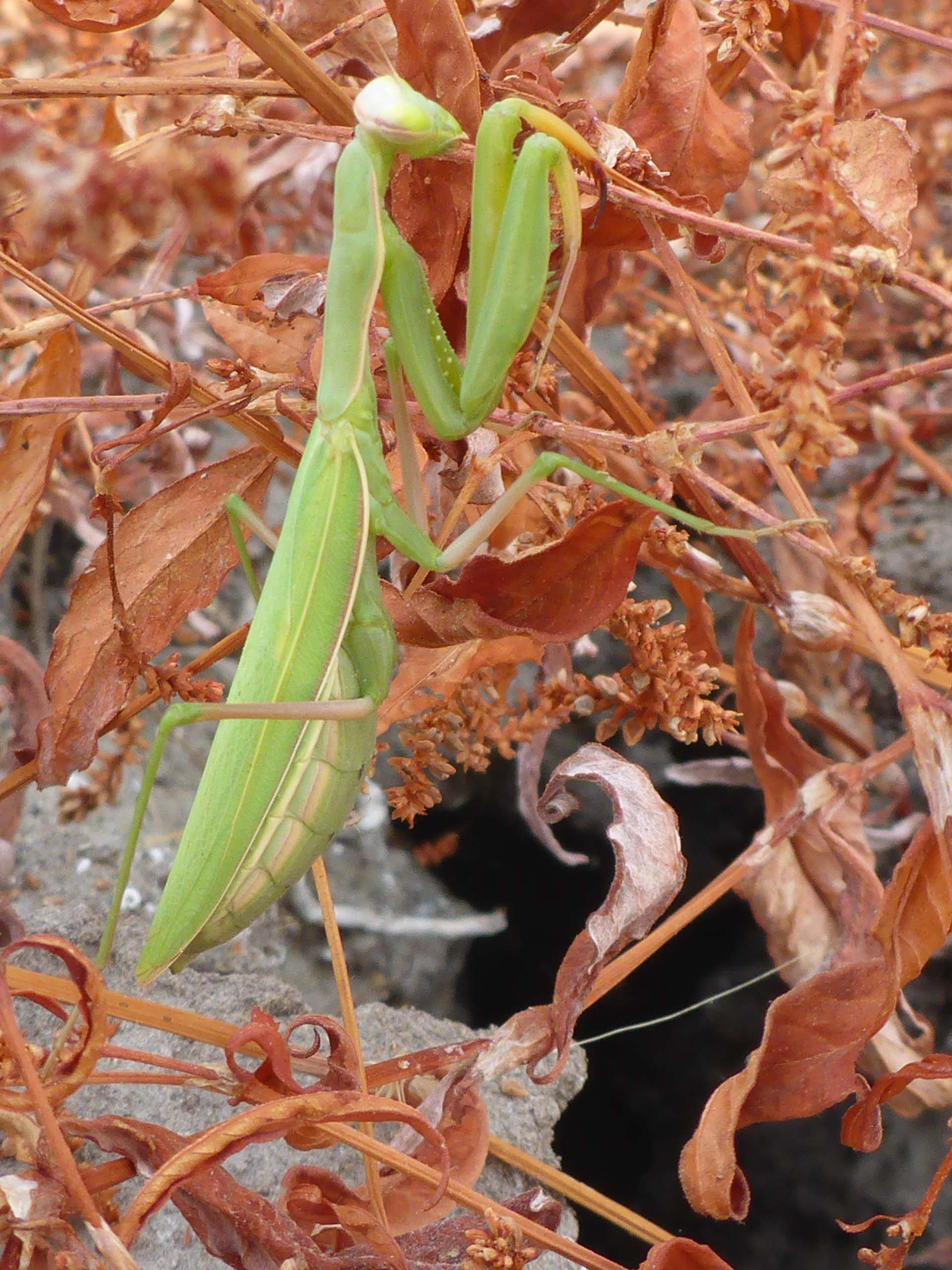 Praying mantis. D. Burk.