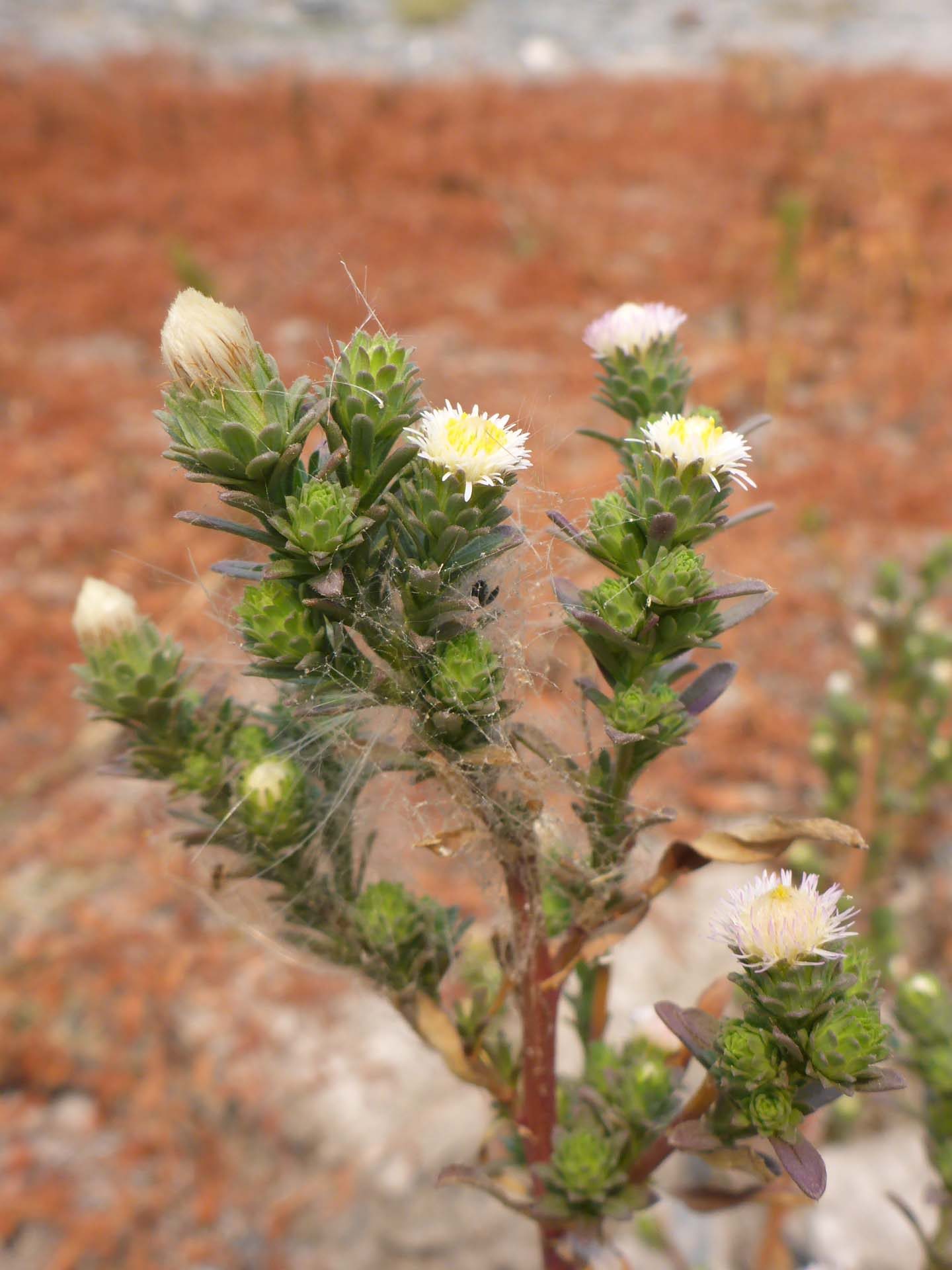 Short-rayed alkali aster closer look. D. Burk.