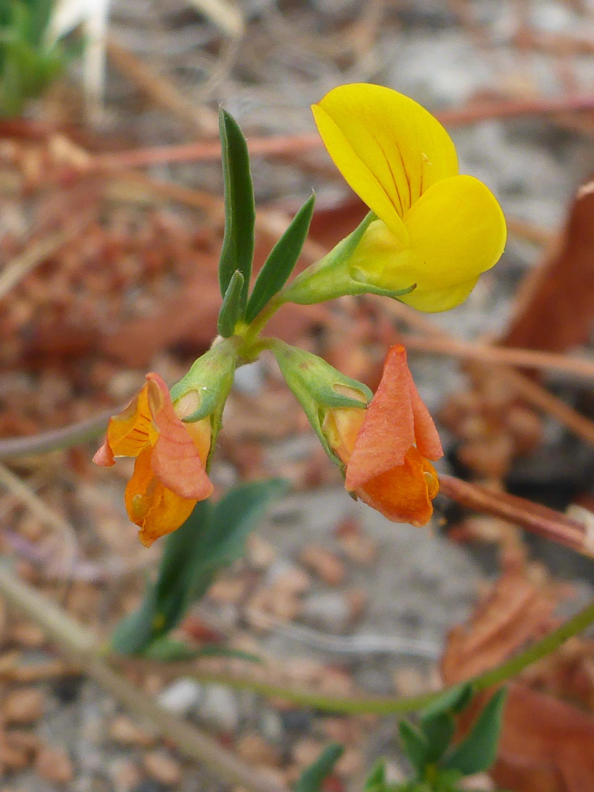 Bird's-foot trefoil close-up. D. Burk.