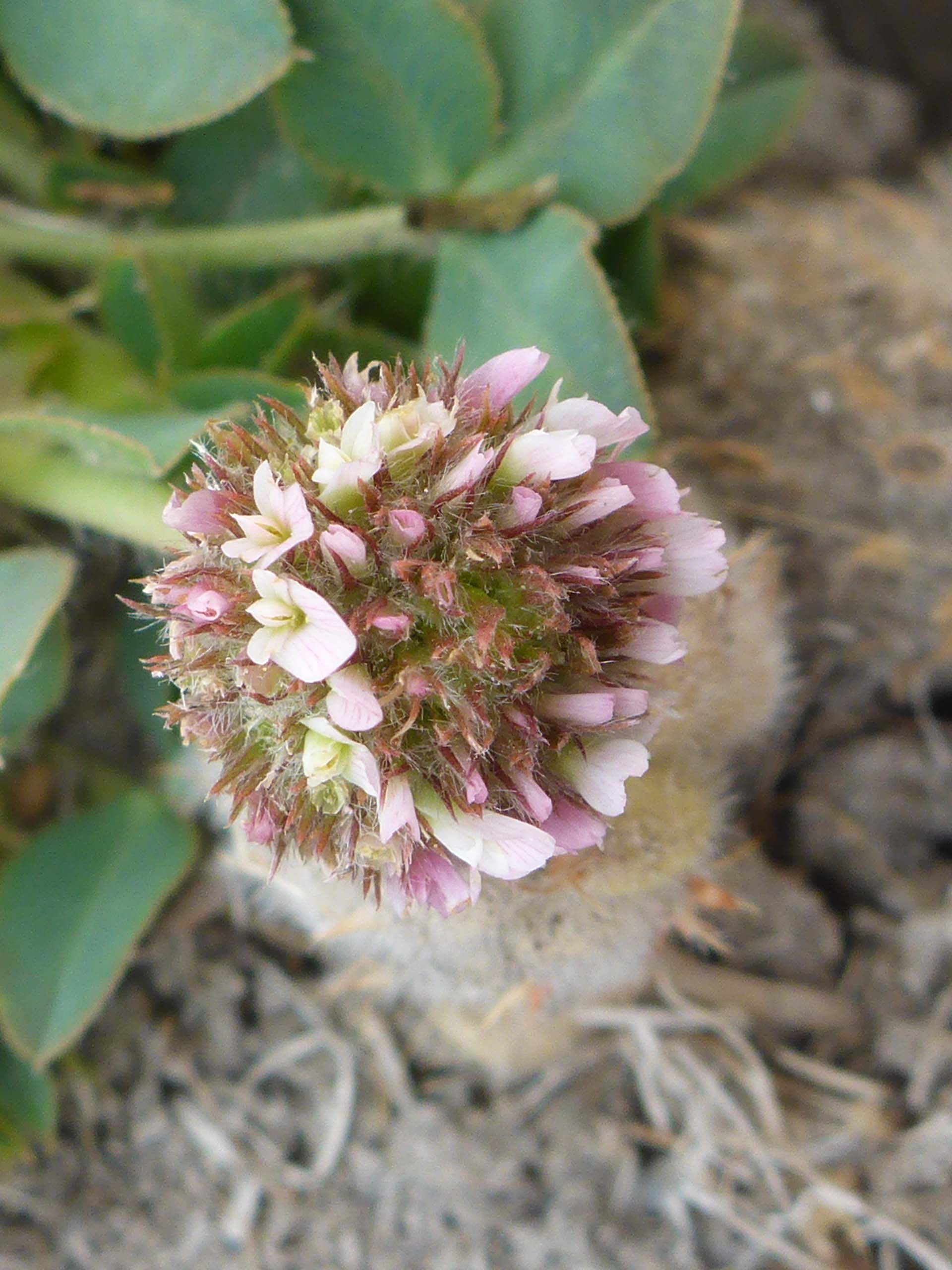 Strawberry clover close-up. D. Burk.