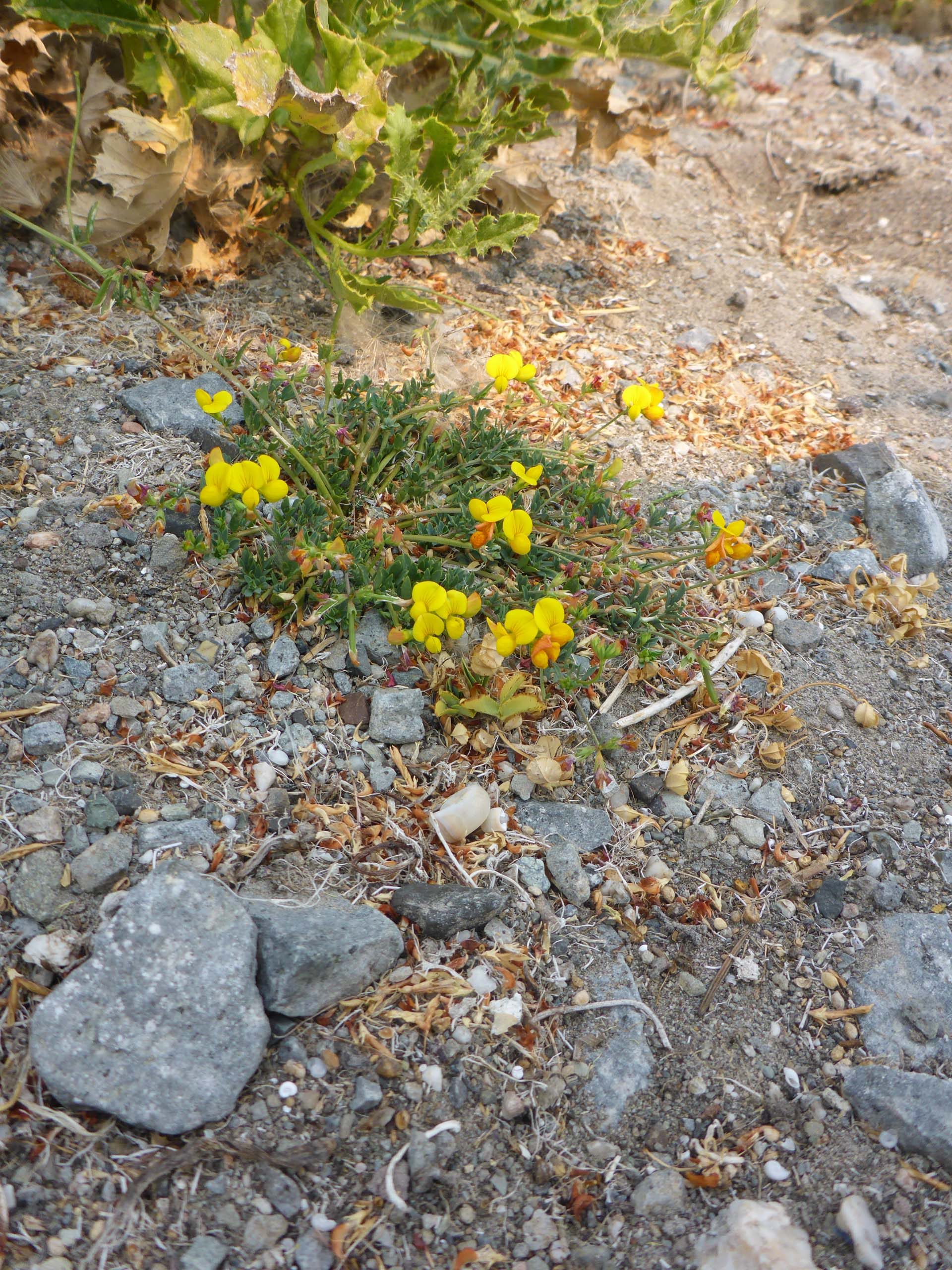 Bird's-foot trefoil. D. Burk.