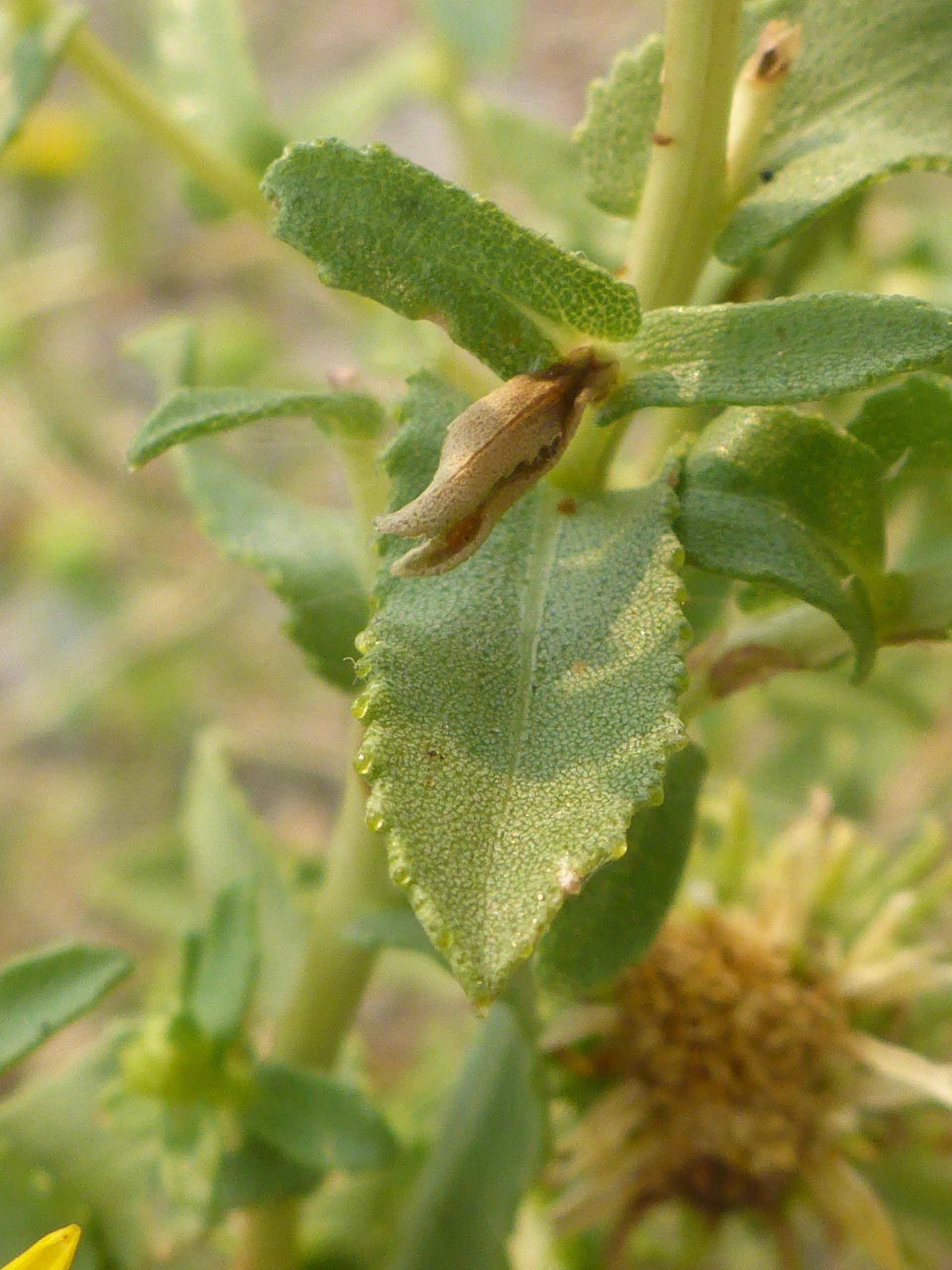 Resin-weed leaf. D. Burk.