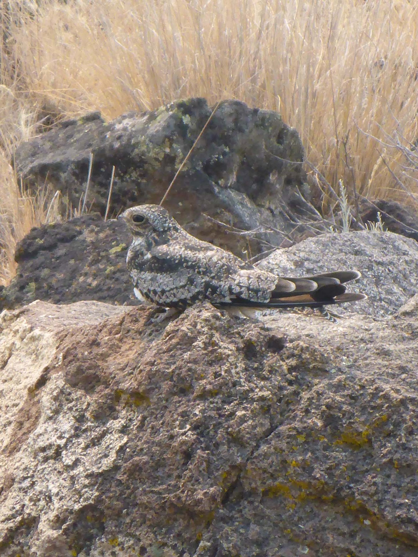 Common Nighthawk. D. Burk.