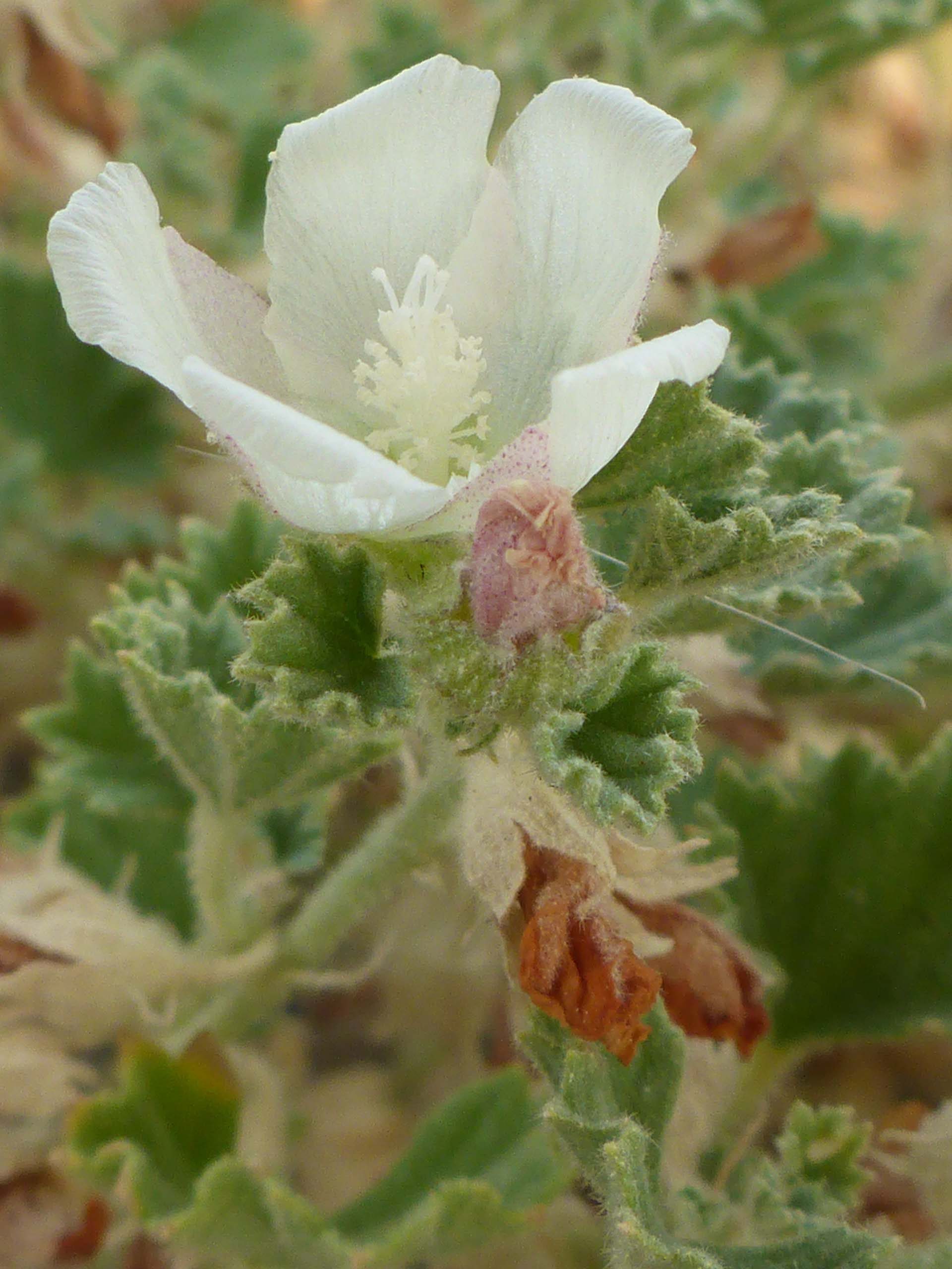 Alkali-mallow close-up. D. Burk.