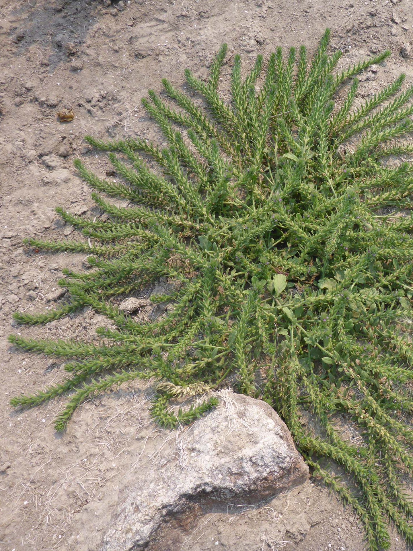 Bracted vervain. D. Burk.