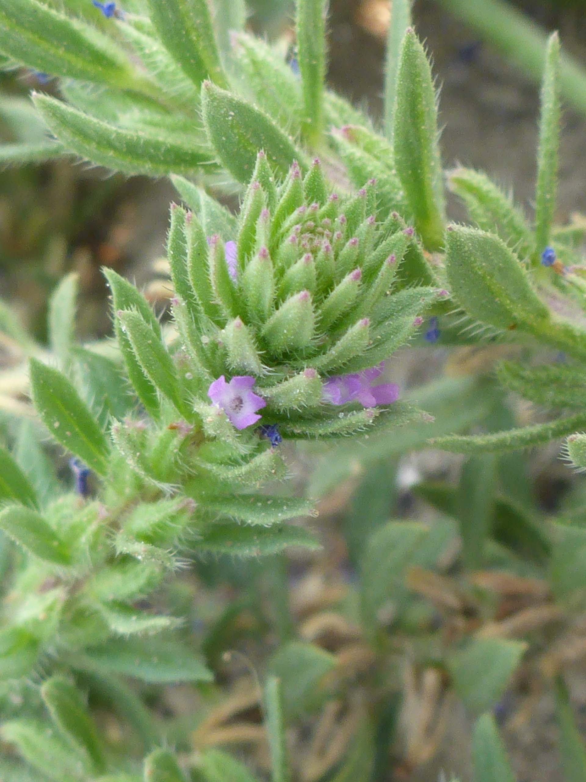 Bracted vervain close-up. D. Burk.