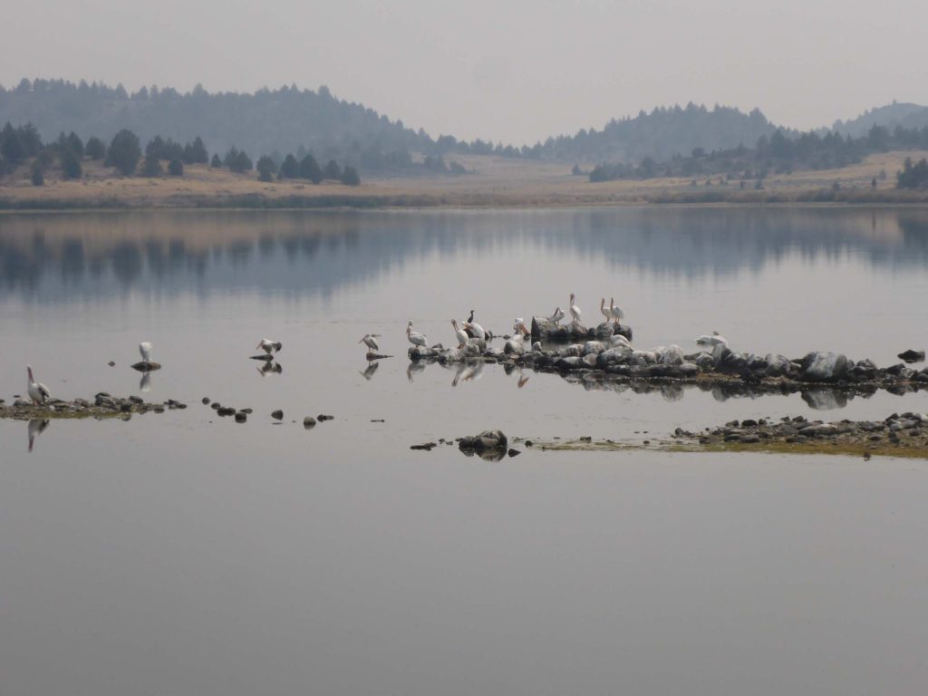 Flock of white pelicans on Trout Lake. D. Burk.