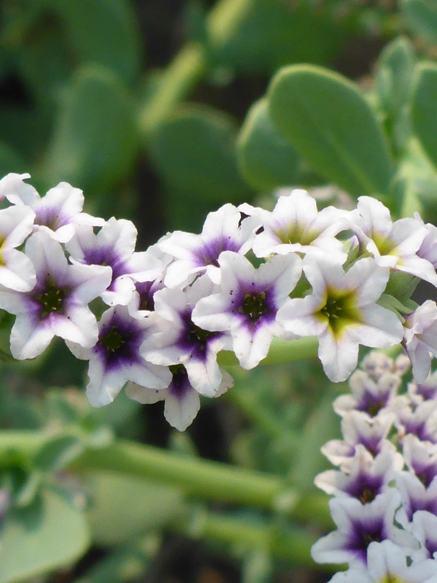 Wild heliotrope close-up. D. Burk.