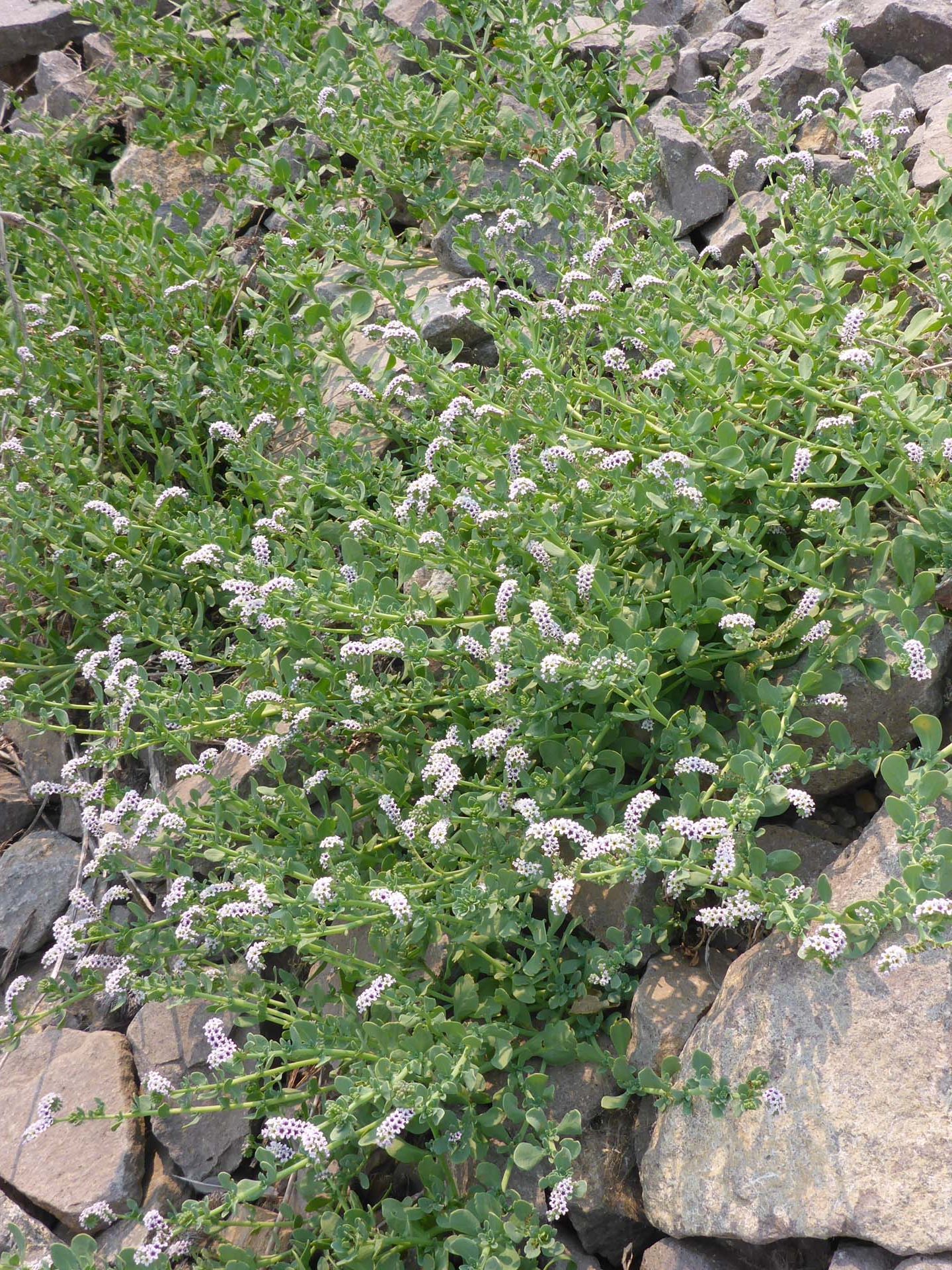 Wild heliotrope. D. Burk.