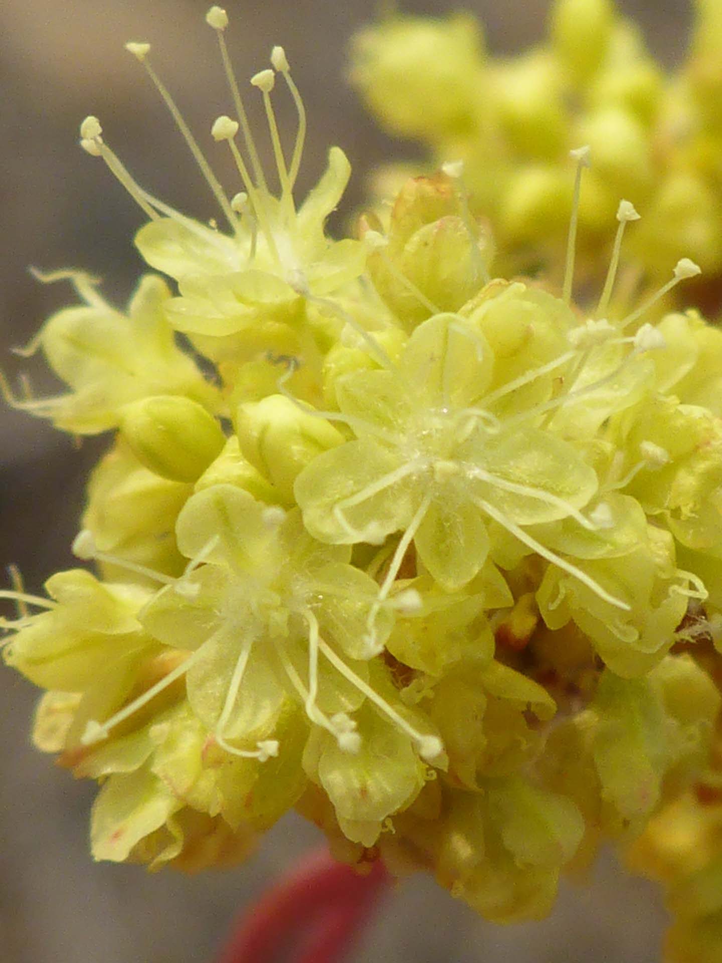 Naked buckwheat close-up. D. Burk.