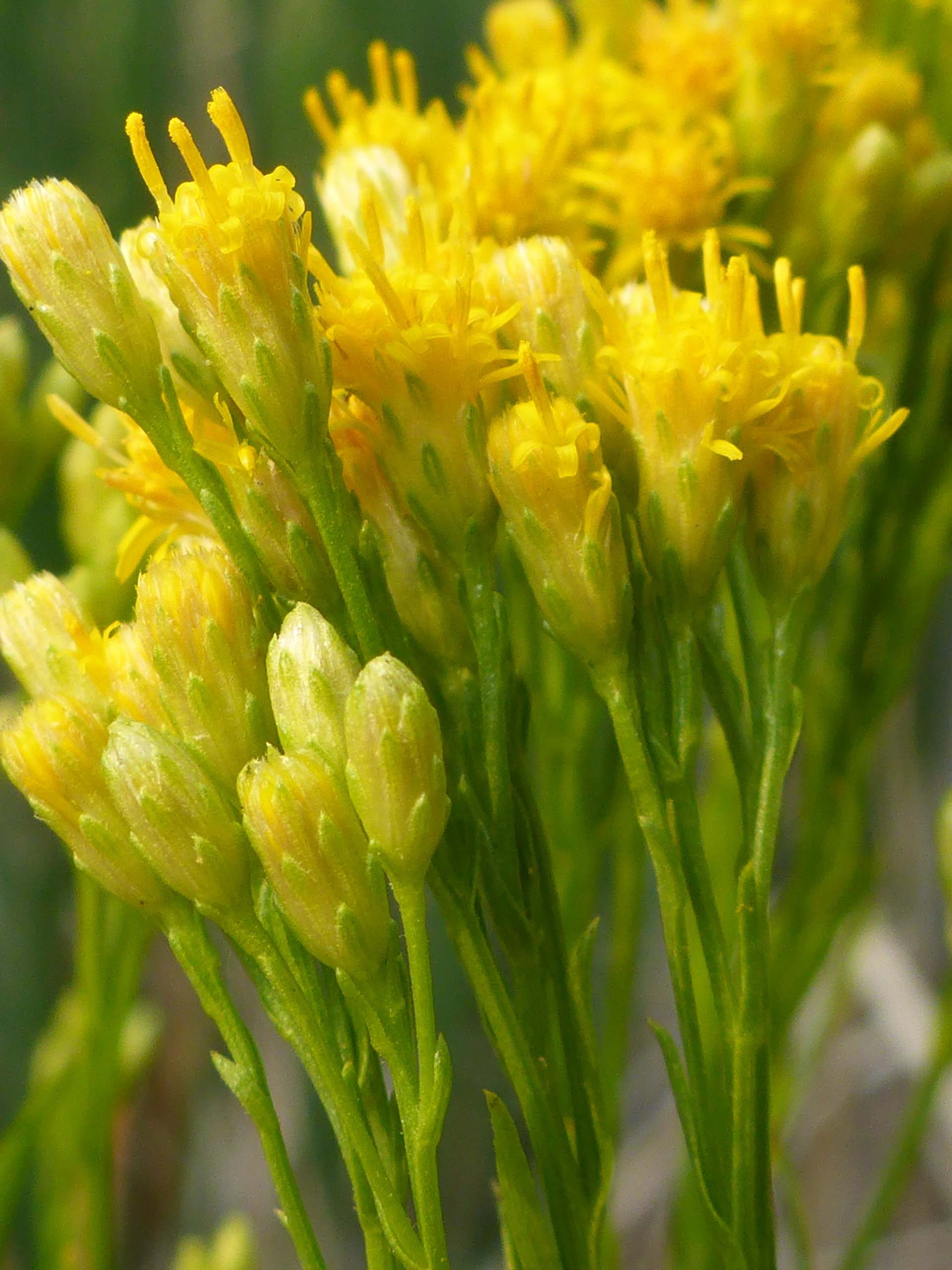 Western goldenrod close-up. D. Burk.