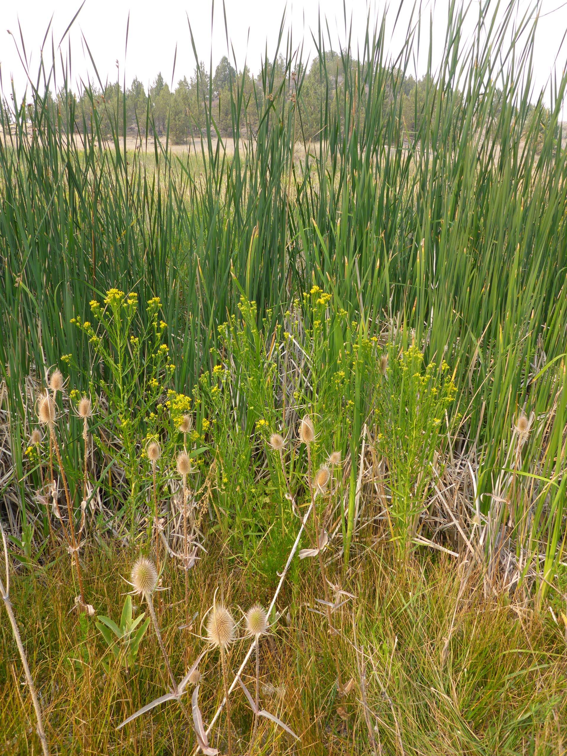 Cattails, western goldenrod, and wild teasel. D. Burk.