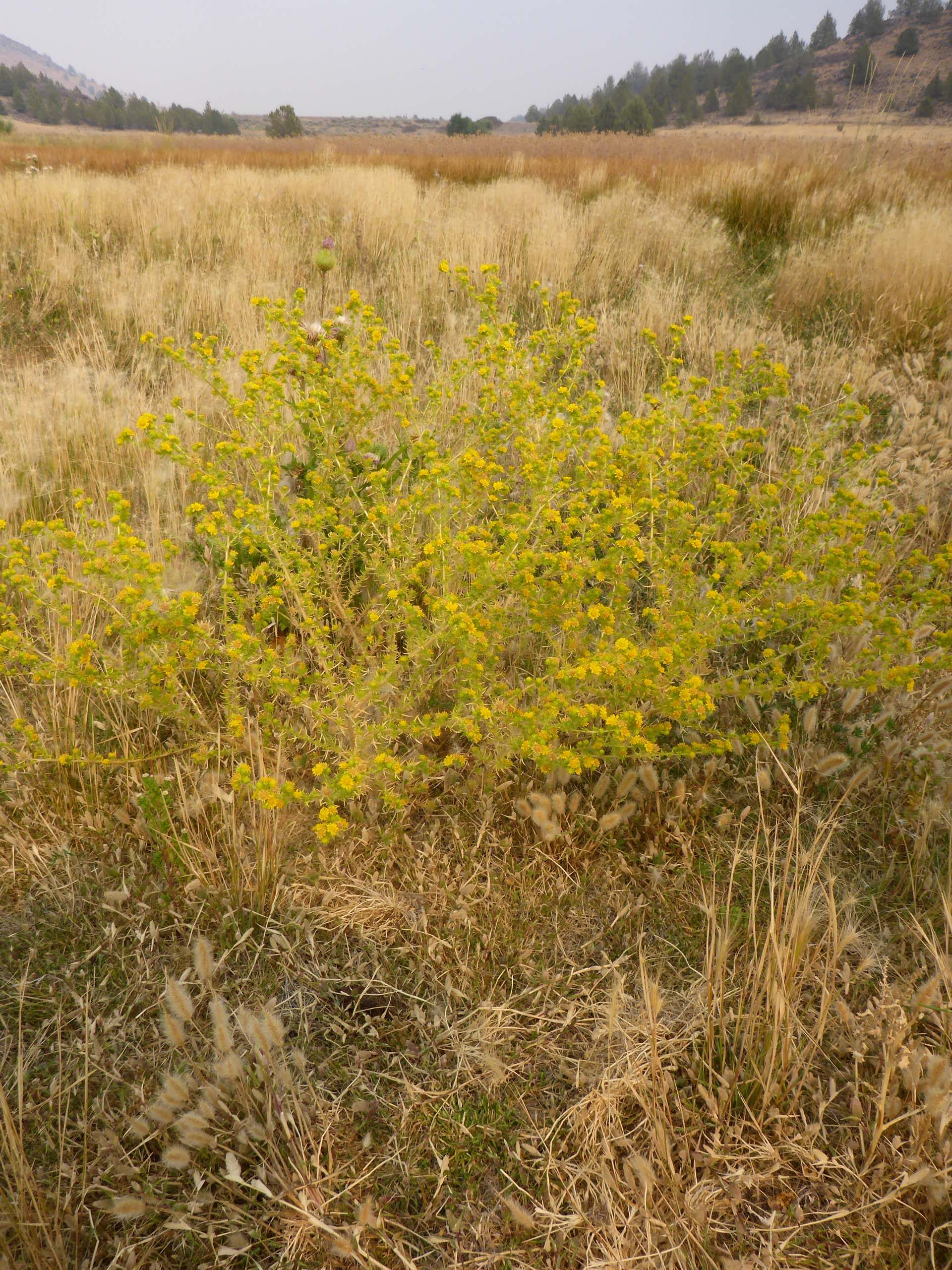 Common spikeweed. D. Burk.