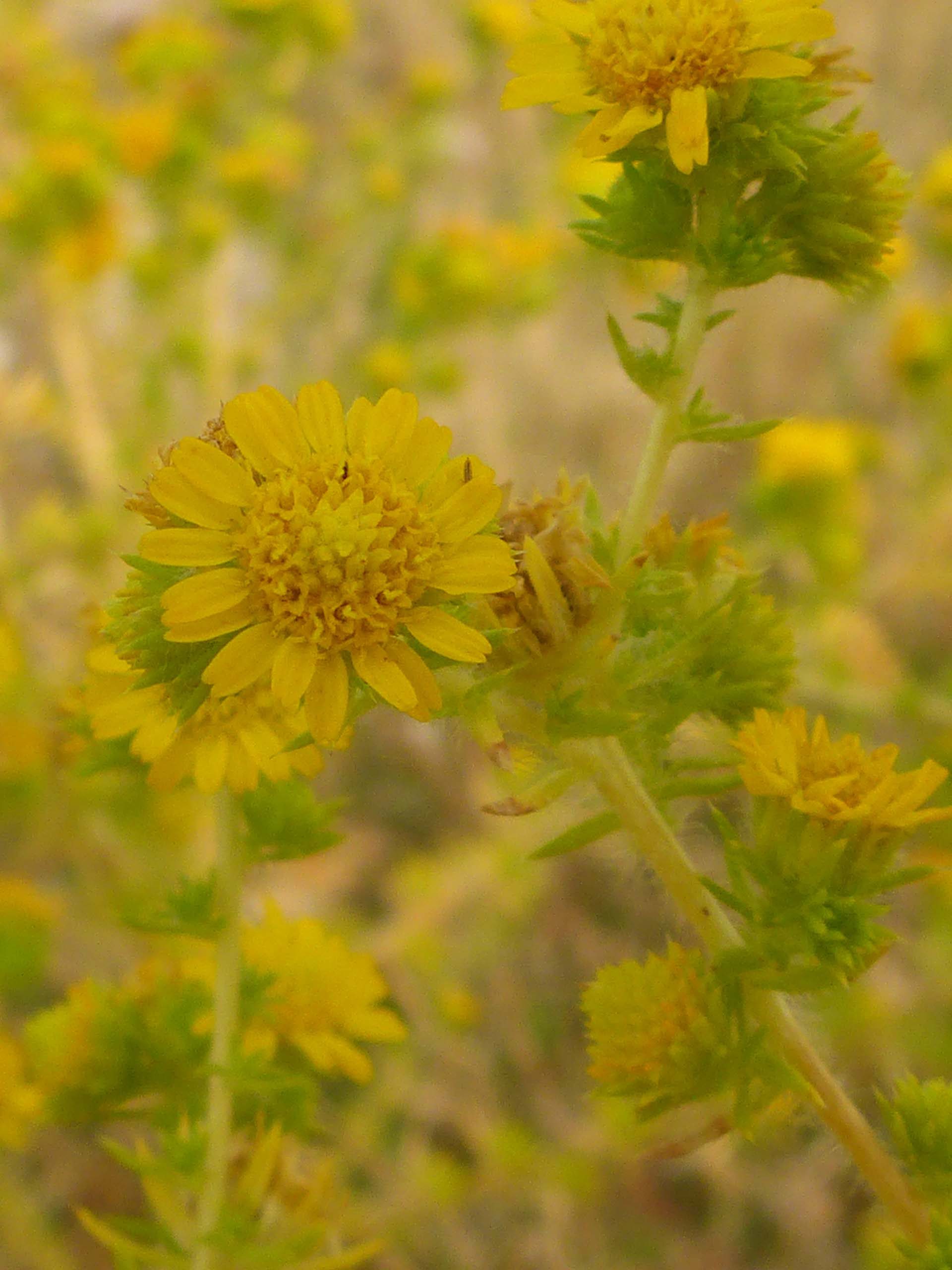 Common spikeweed, closer up. D. Burk.