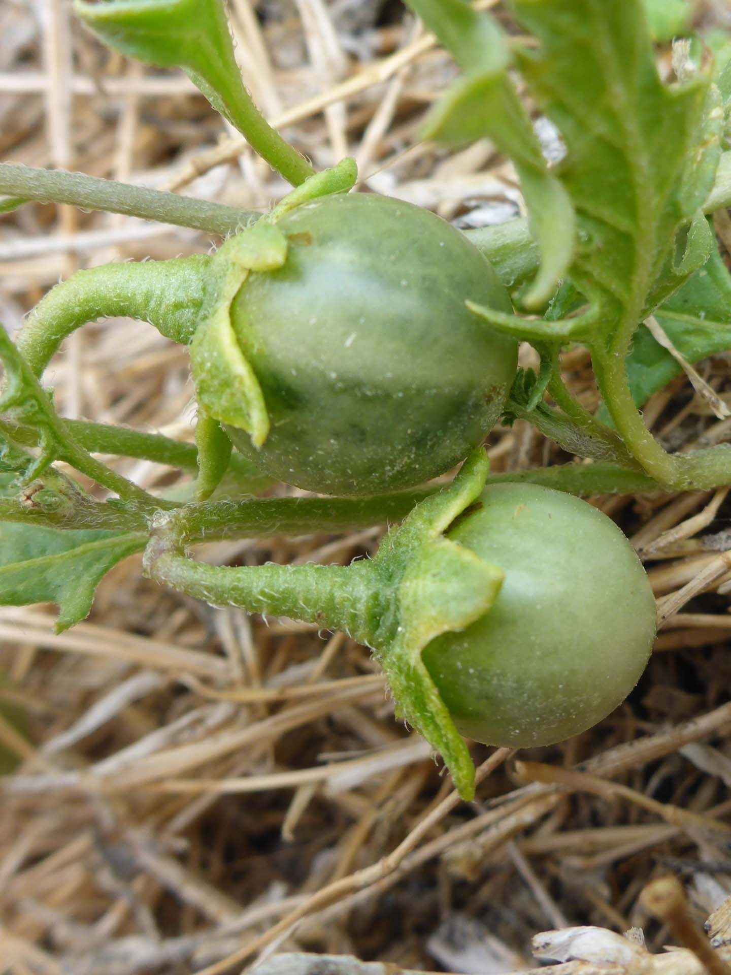 Cut-leaved nightshade fruits. D. Burk.