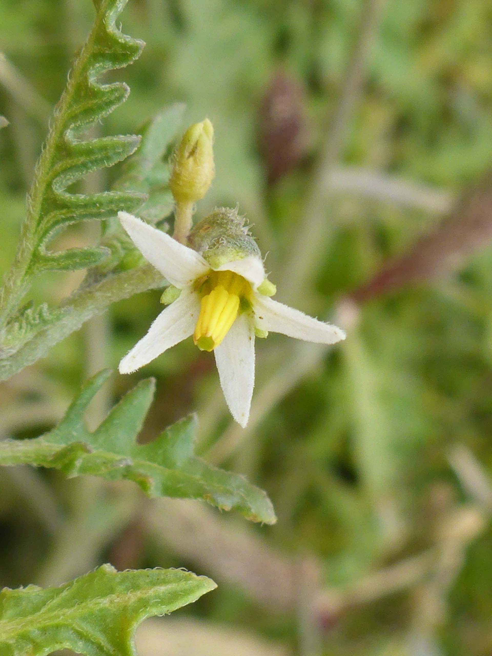 Cut-leaved nightshade close-up. D. Burk.