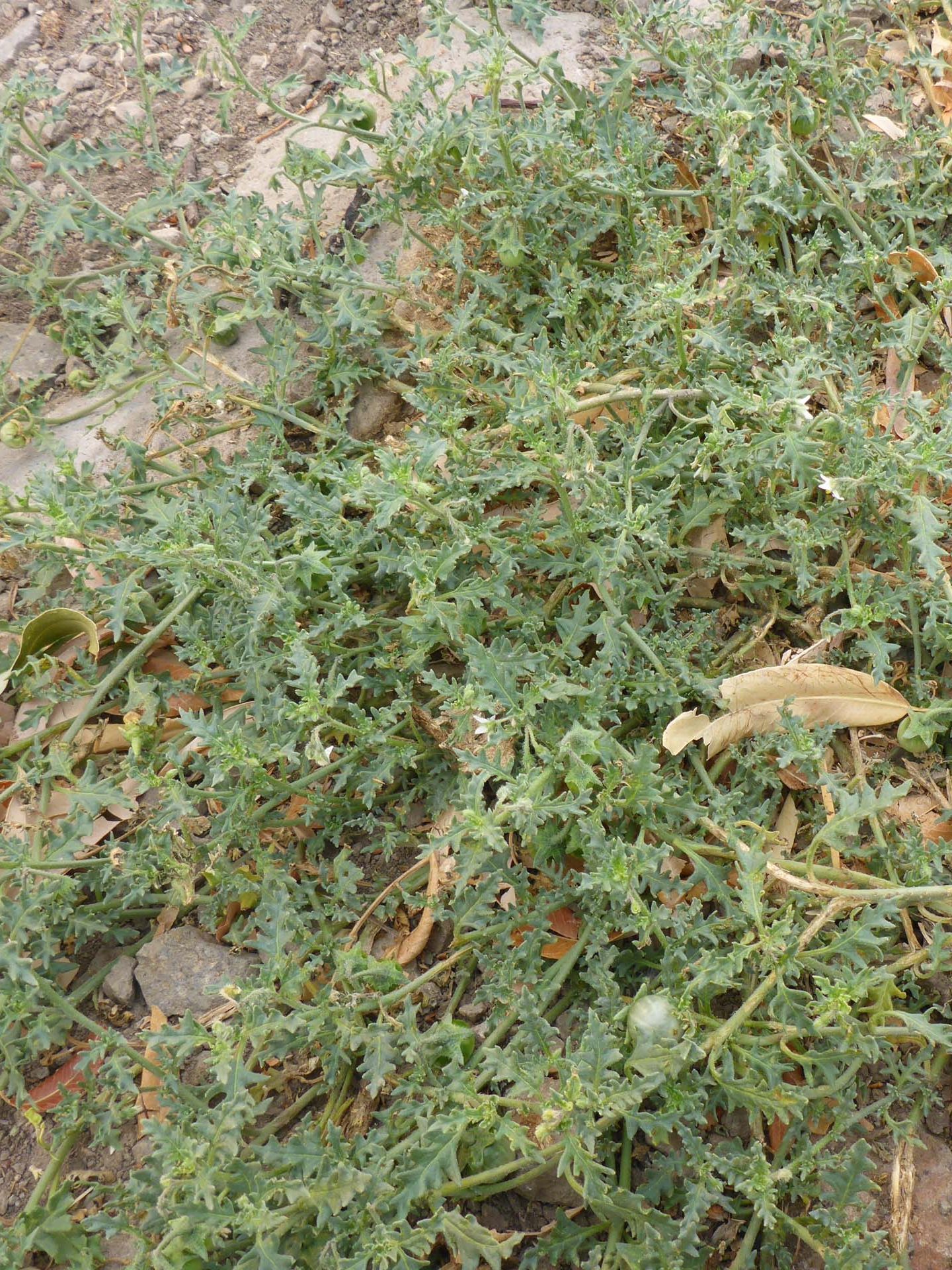 Cut-leaved nightshade. D. Burk.