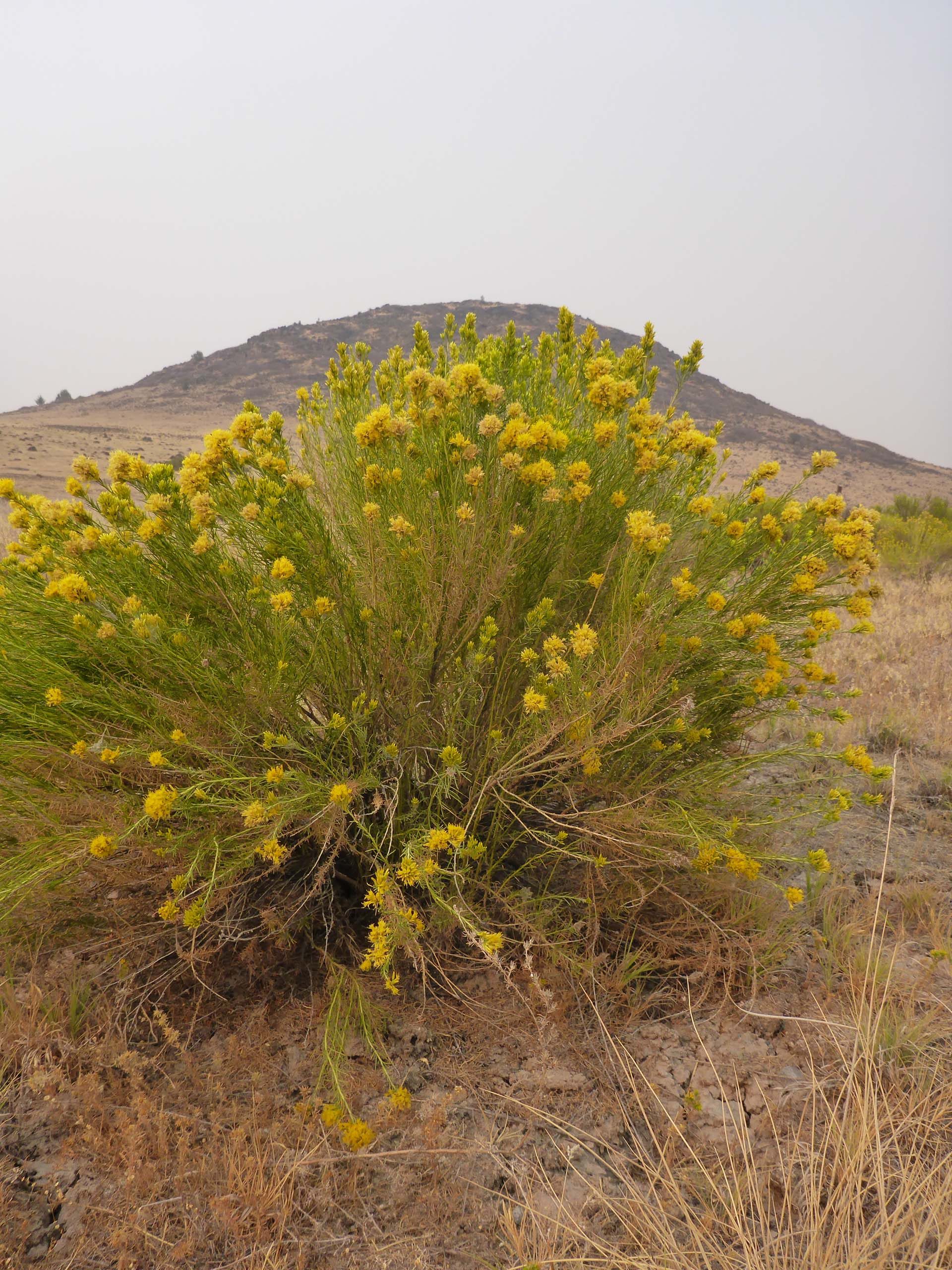 yellow rabbitbrush. D. Burk.