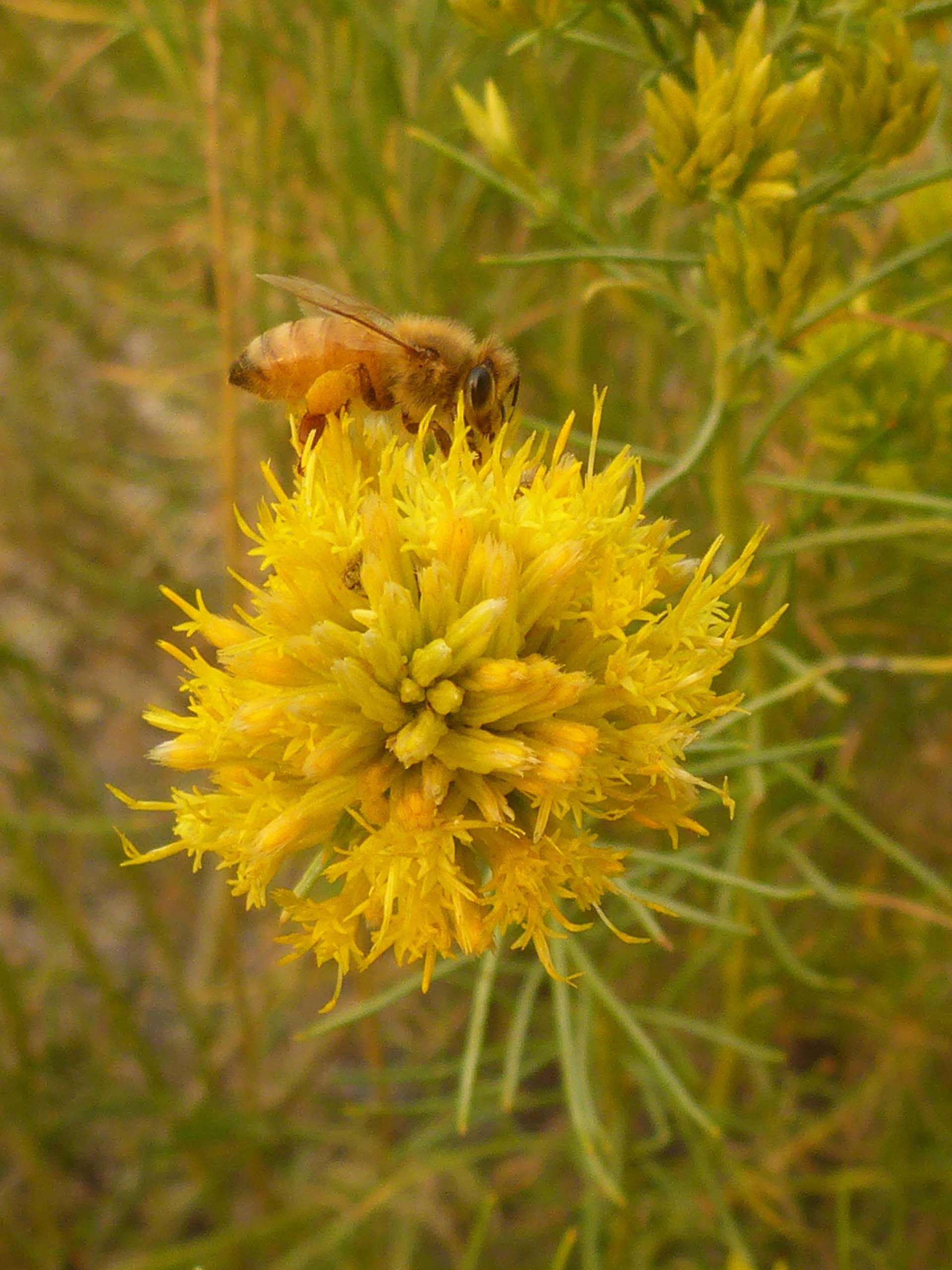 Yellow rabbitbrush close-up. D. Burk.