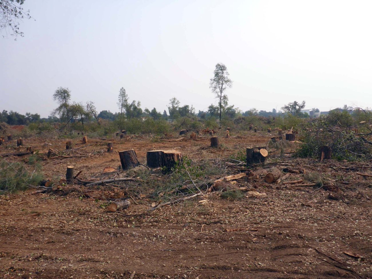 Denuded Costco site.