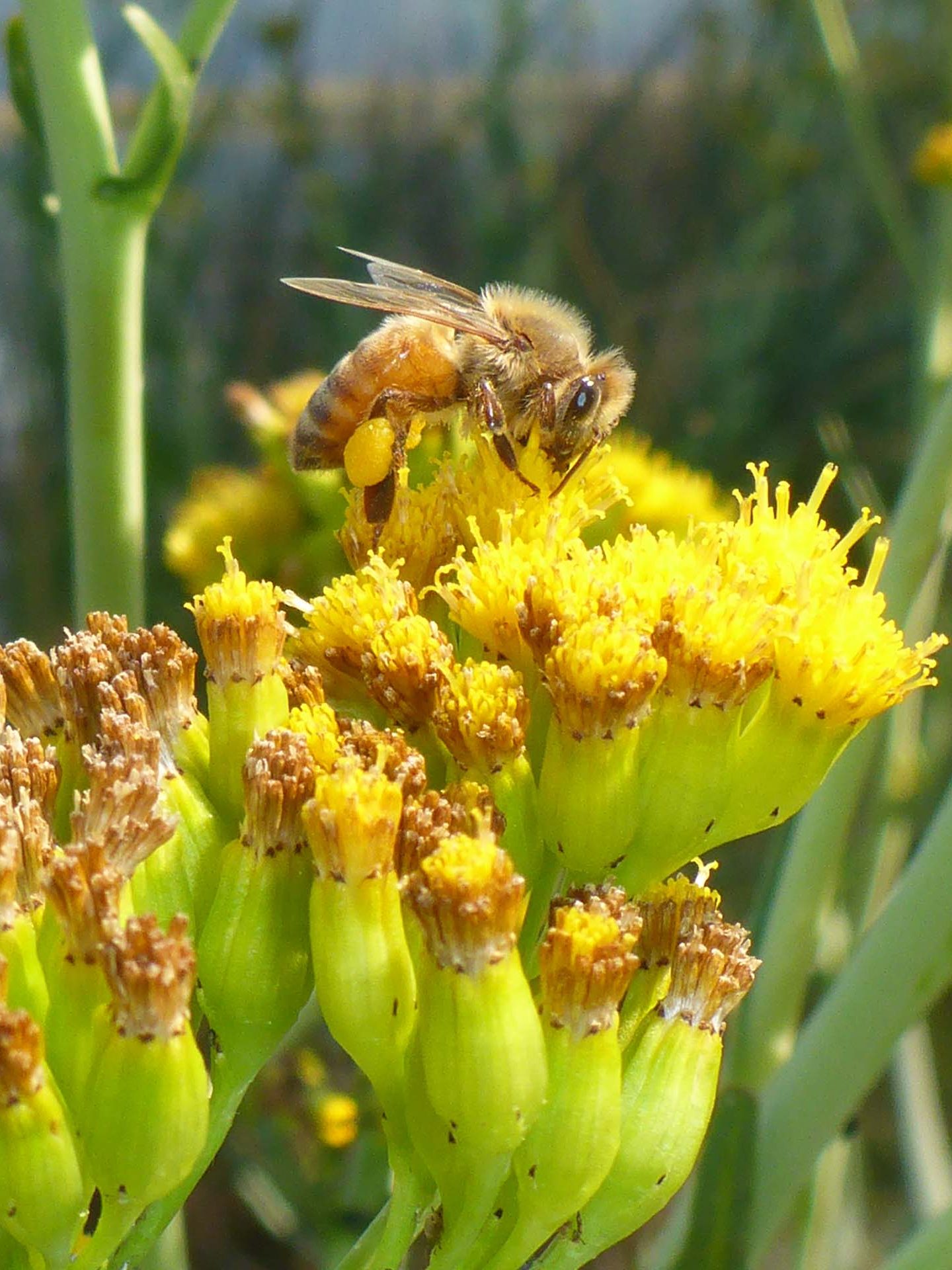 Alkali marsh ragwort close-up and honeybee. D. Burk.