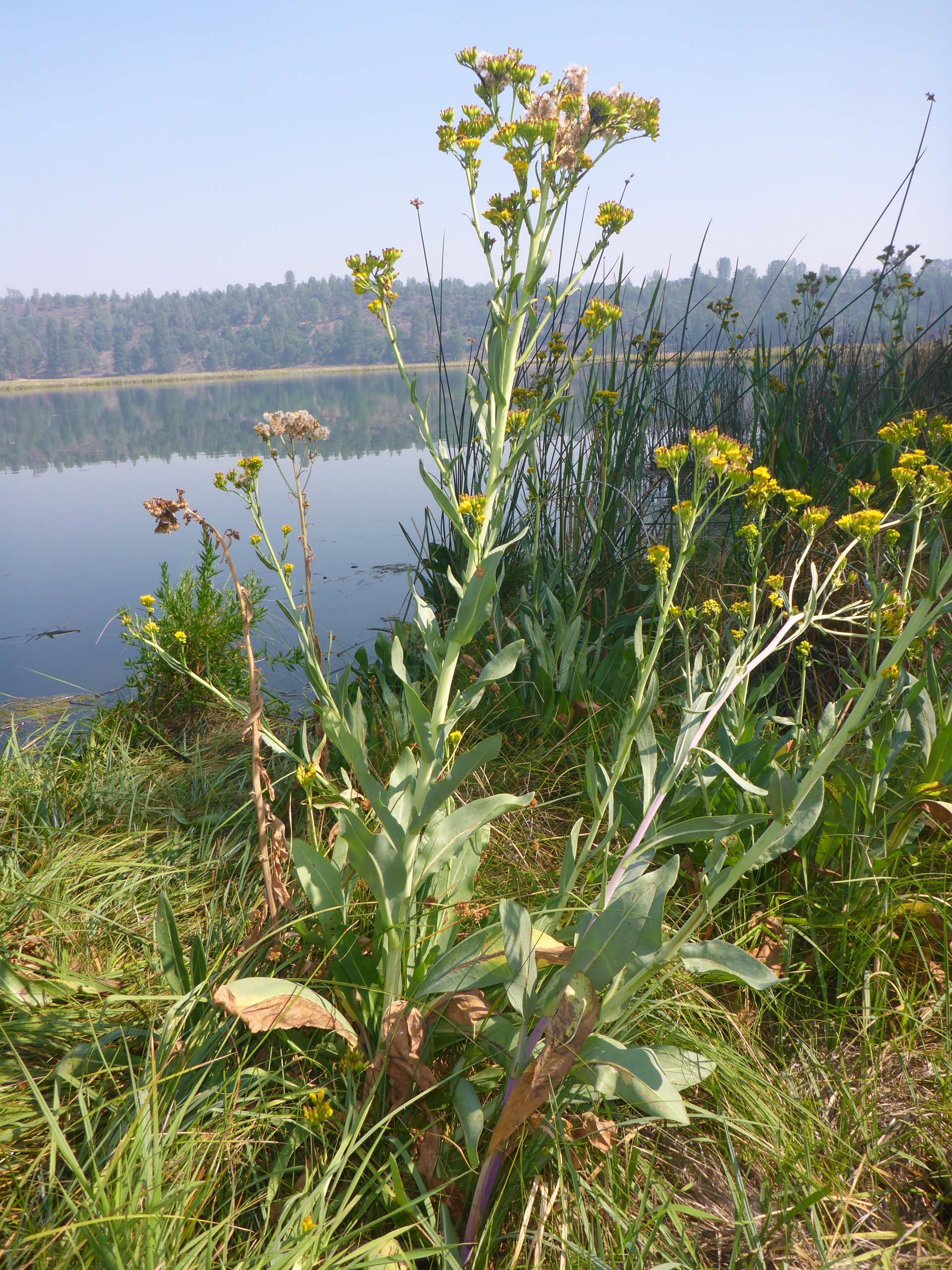 Alkali marsh ragwort. D. Burk.