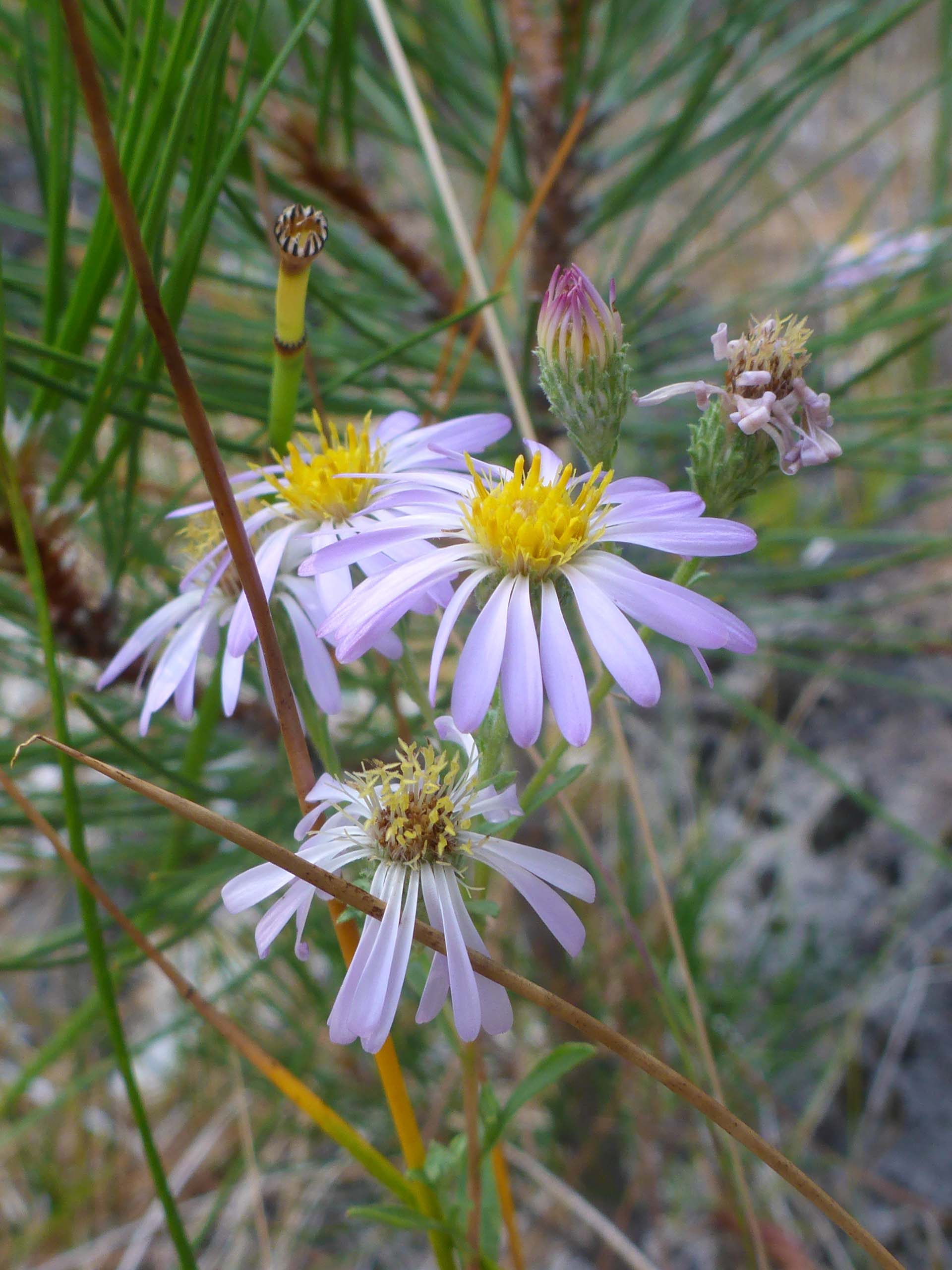 Purple aster. D. Burk.