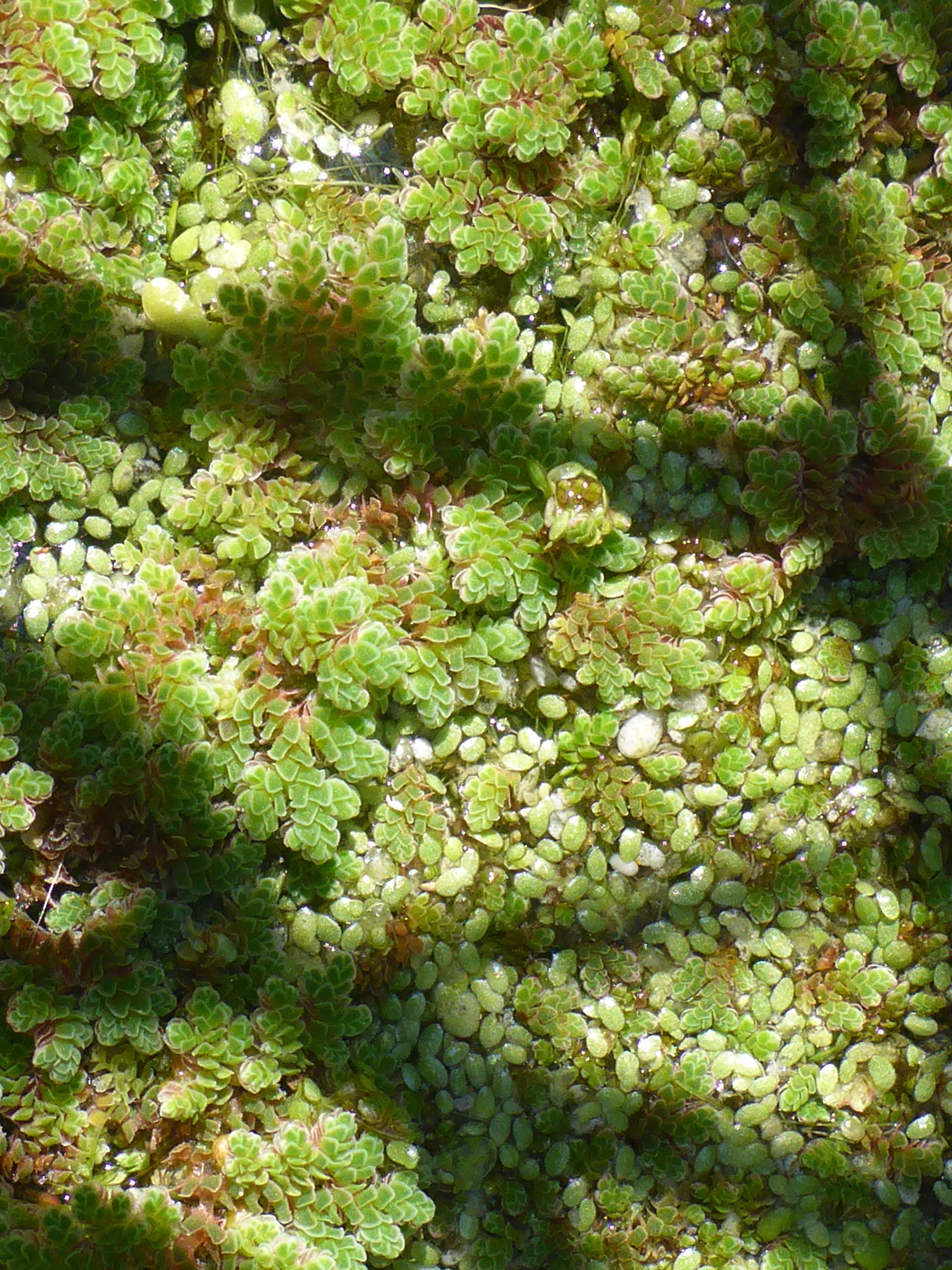 Large mosquito-fern and duckweed. D. Burk.