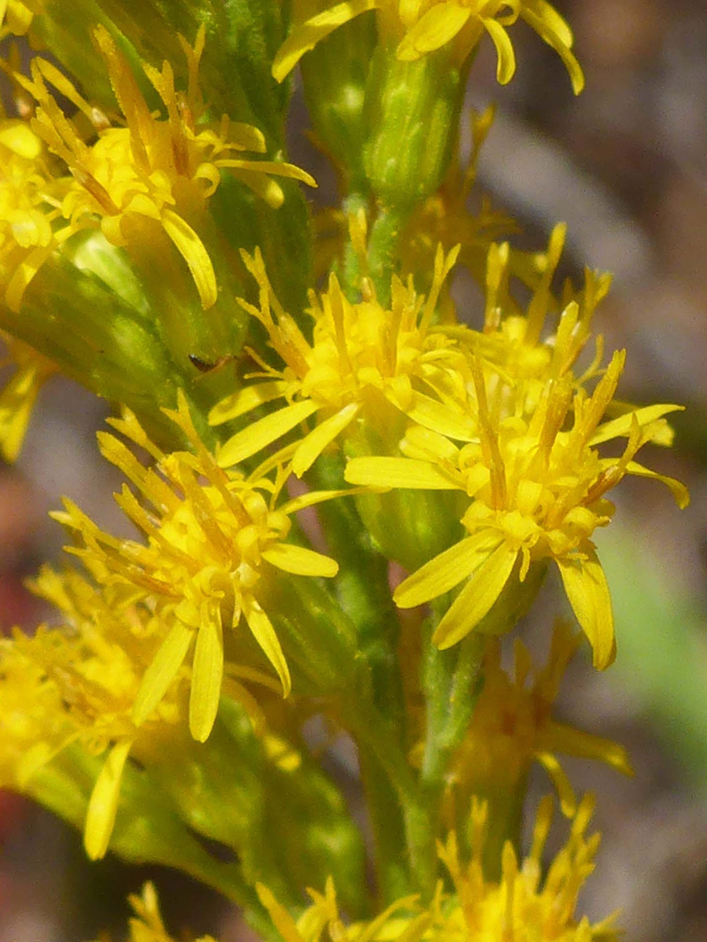 California goldenrod close-up. D. Burk.