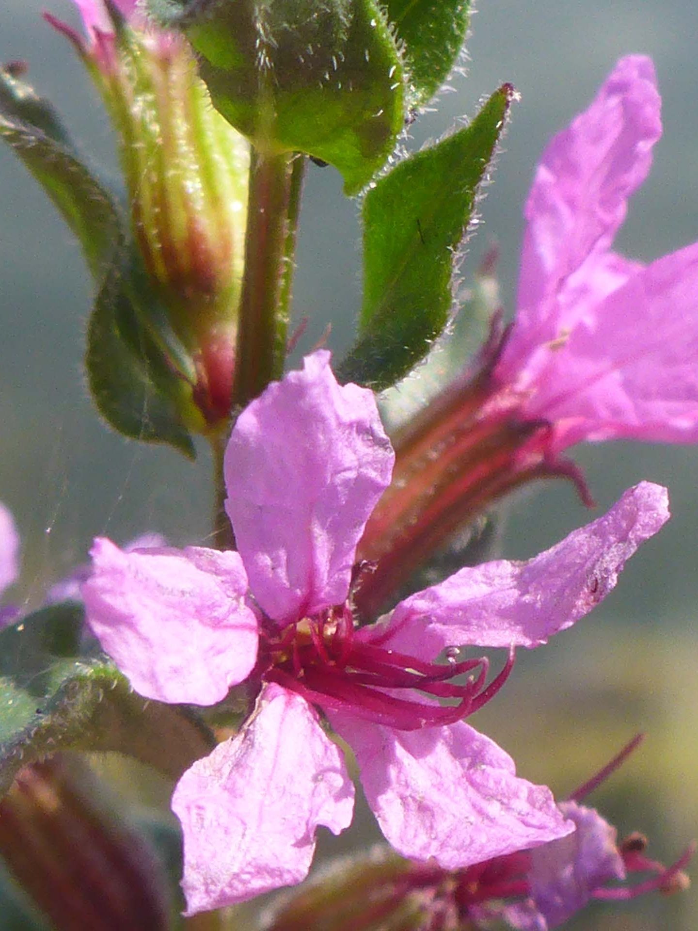 Purple loosestrife close-up. D. Burk.